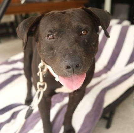 Rocky, an adoptable Black Labrador Retriever, Pit Bull Terrier in Key West, FL, 33040 | Photo Image 3