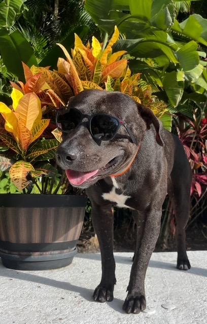 Rocky, an adoptable Black Labrador Retriever, Pit Bull Terrier in Key West, FL, 33040 | Photo Image 1