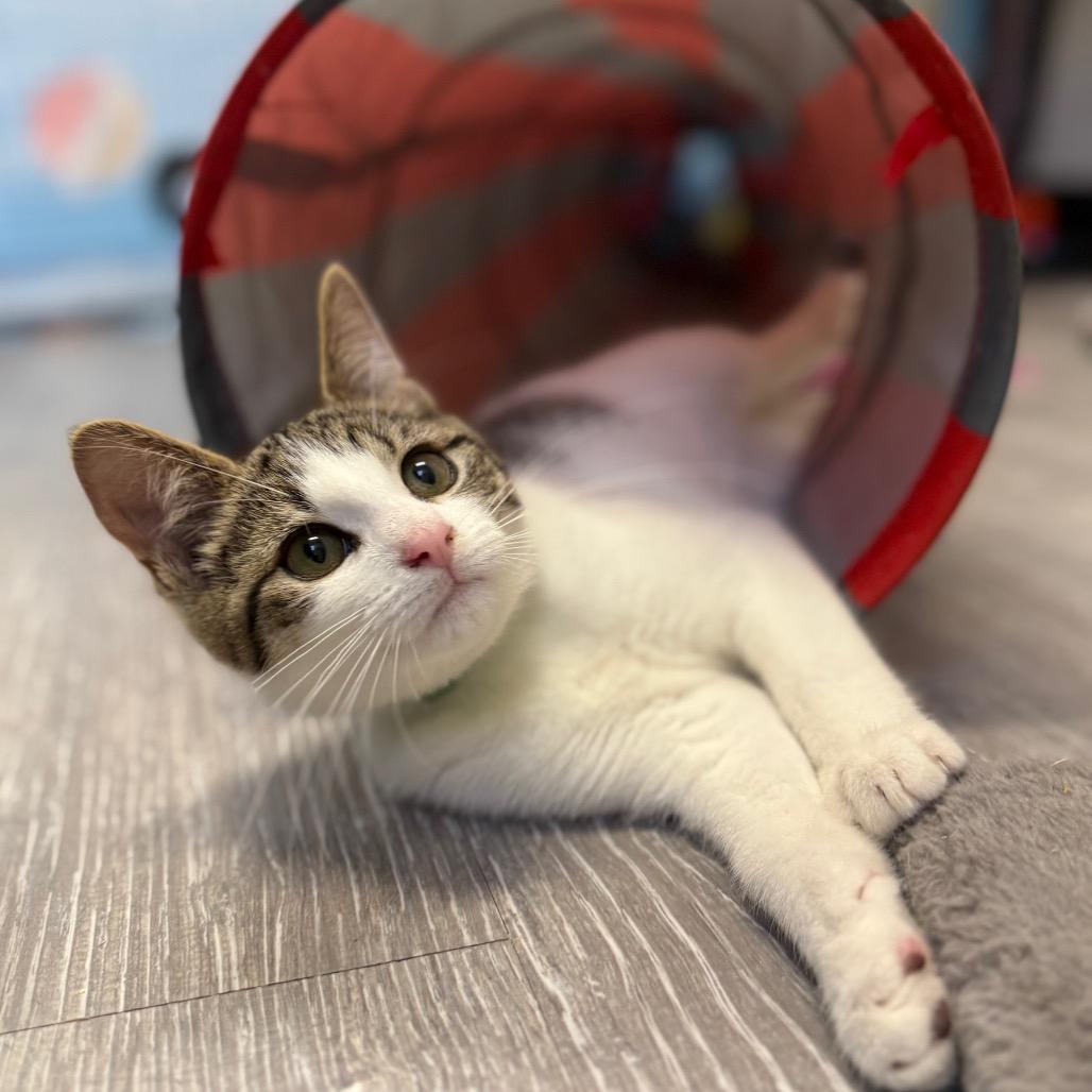 Fortune Cookie, a Adoptable Domestic Short Hair in Pasadena , MD image 1/6
