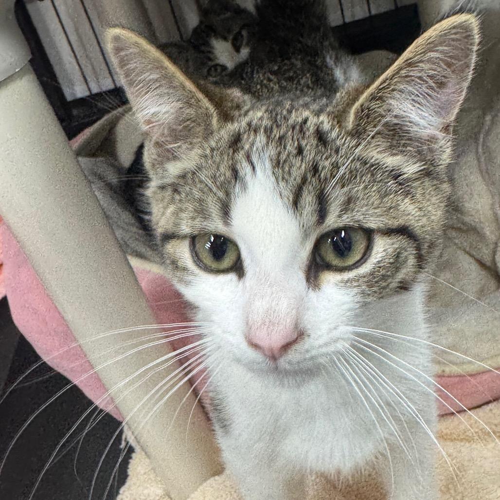 Fortune Cookie, a Adoptable Domestic Short Hair in Pasadena , MD image 2/6