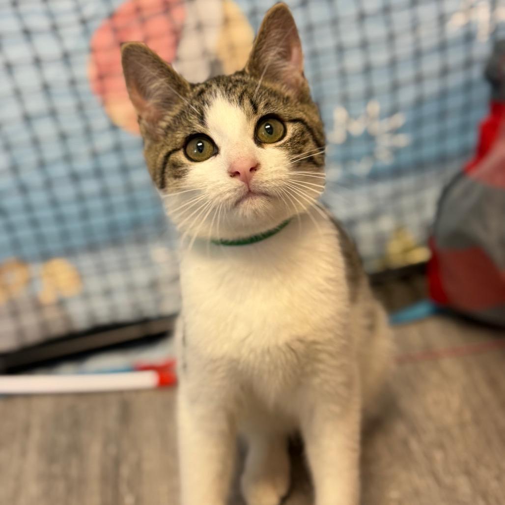 Fortune Cookie, a Adoptable Domestic Short Hair in Pasadena , MD image 3/6