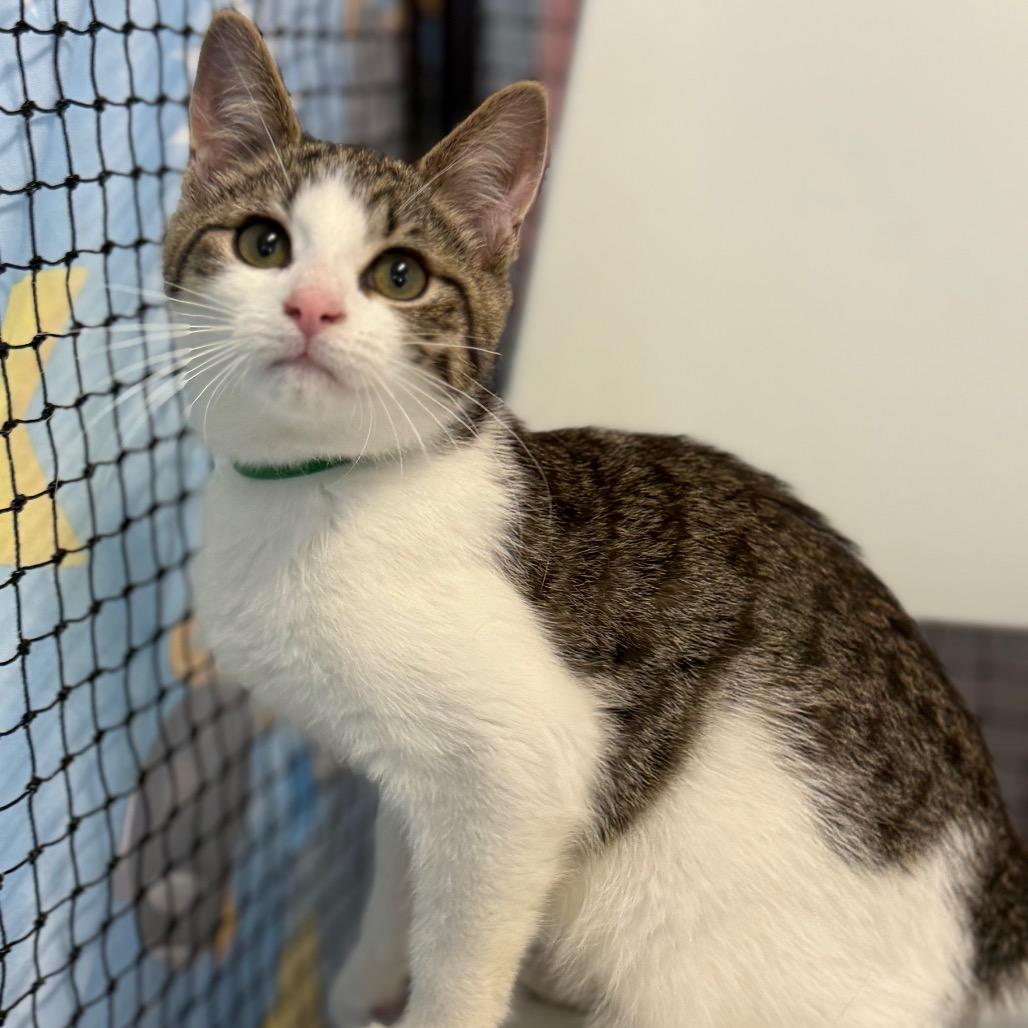 Fortune Cookie, a Adoptable Domestic Short Hair in Pasadena , MD image 4/6