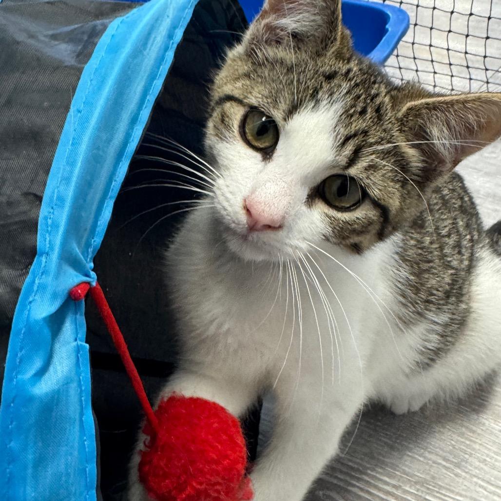 Fortune Cookie, a Adoptable Domestic Short Hair in Pasadena , MD image 5/6
