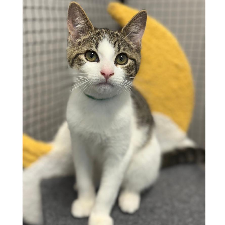 Fortune Cookie, a Adoptable Domestic Short Hair in Pasadena , MD image 6/6