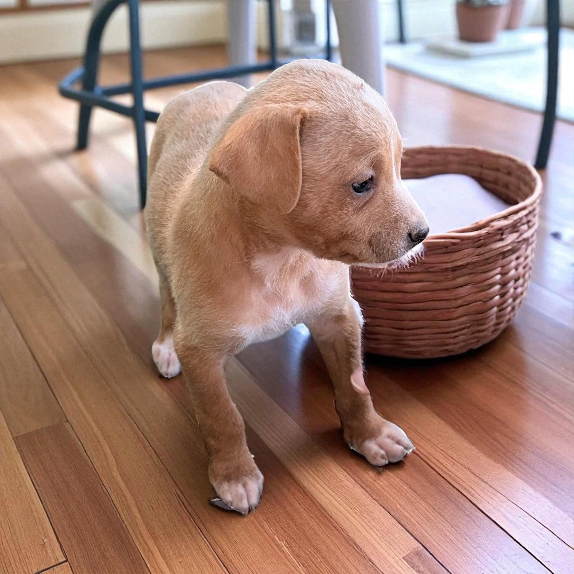 Honey, an adoptable Goldendoodle in Sequatchie, TN, 37374 | Photo Image 2