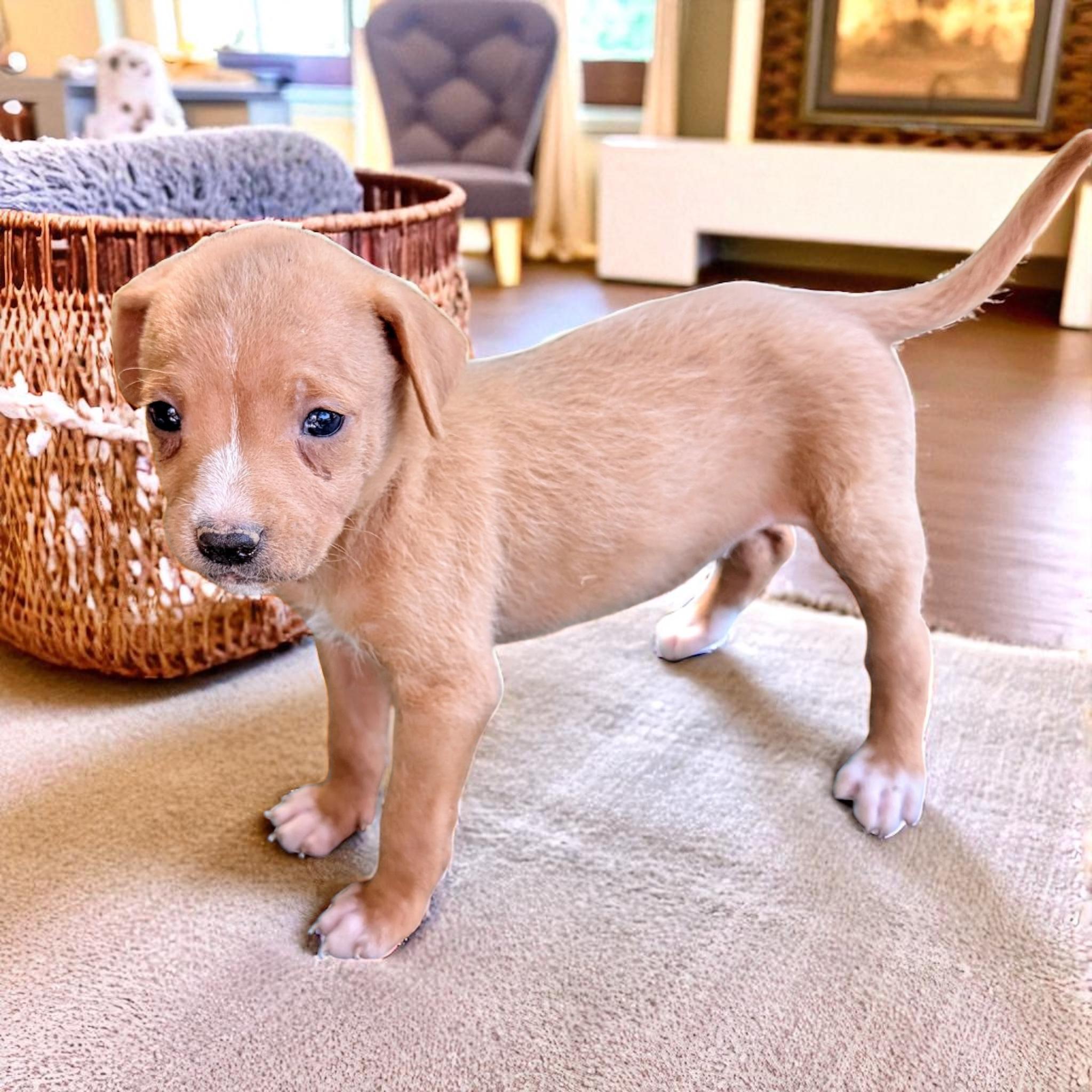 Honey, an adoptable Goldendoodle in Sequatchie, TN, 37374 | Photo Image 1