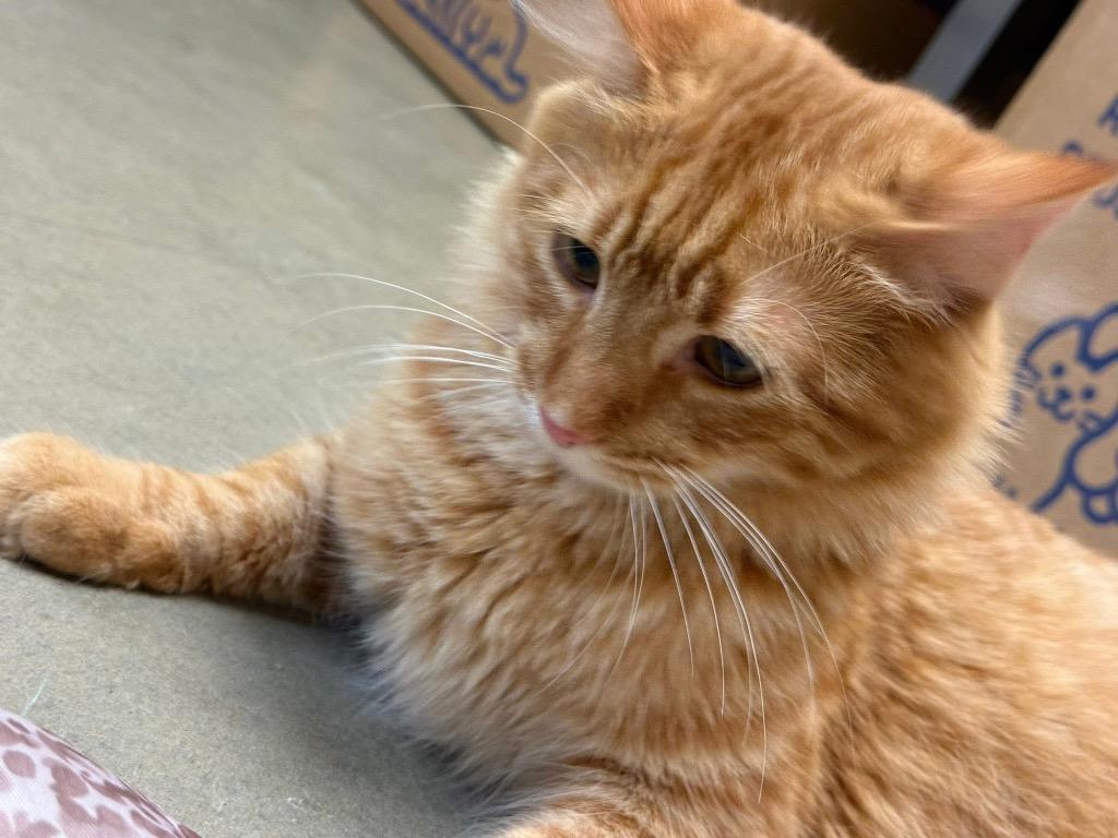 Dewey, Adoptable, Kitten Male Domestic Medium Hair.