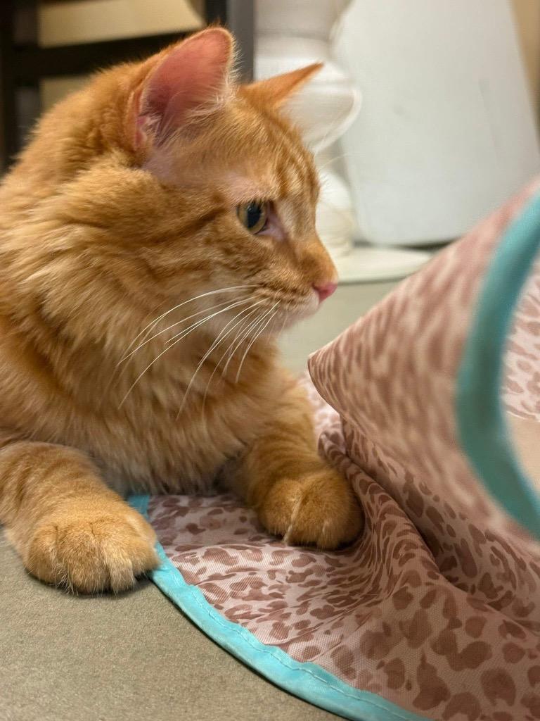 Enlarge Dewey, a Adoptable mixed breed in Fort Oglethorpe, GA image 2/3