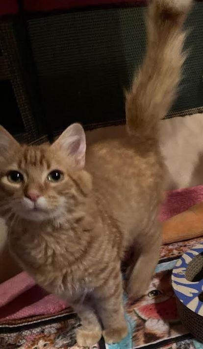 Enlarge Dewey, a Adoptable mixed breed in Fort Oglethorpe, GA image 3/3