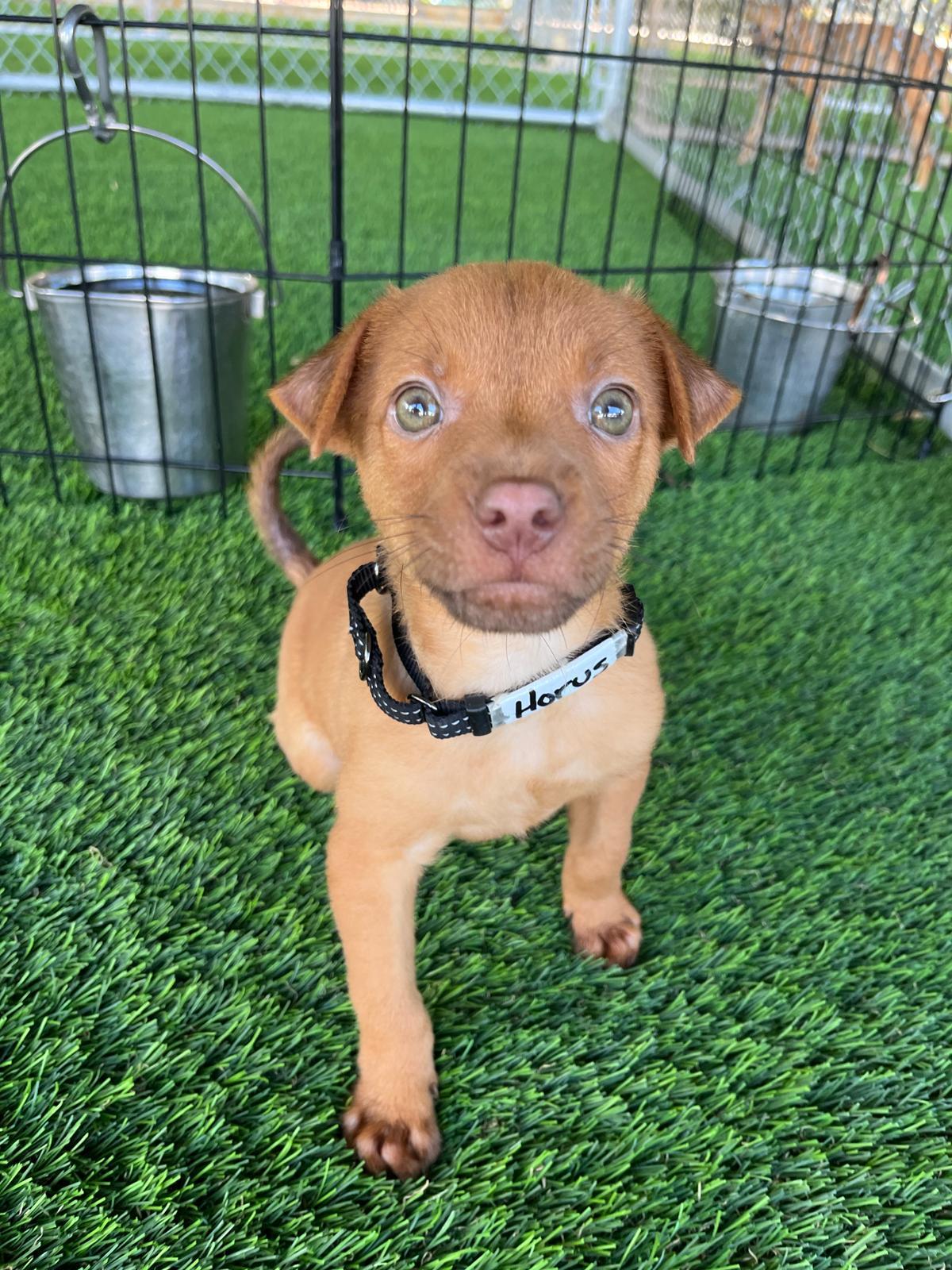 Horus, a Adoptable Mixed Breed in Brooklyn, NY image 1/3