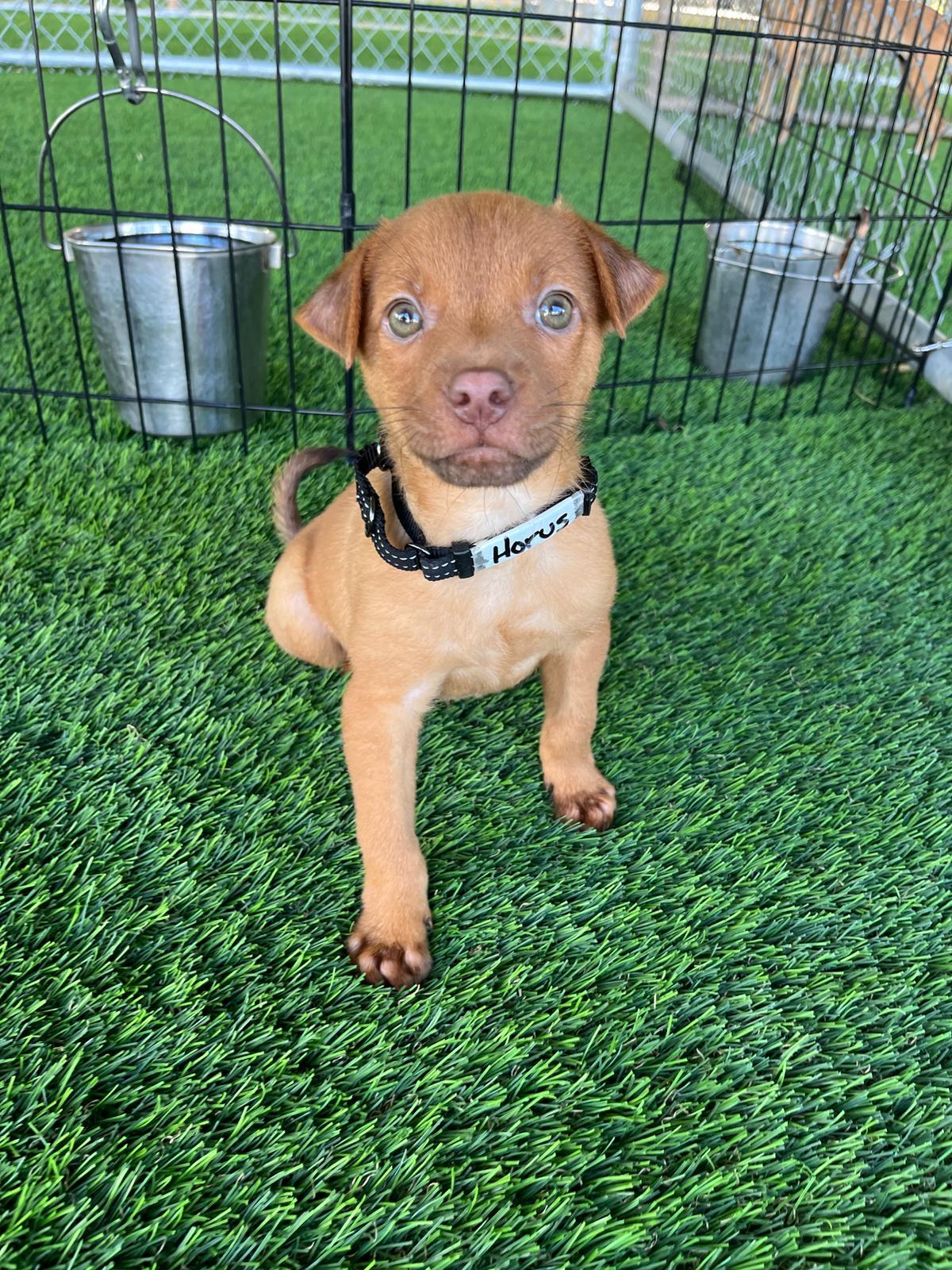 Horus, a Adoptable Mixed Breed in Brooklyn, NY image 2/3