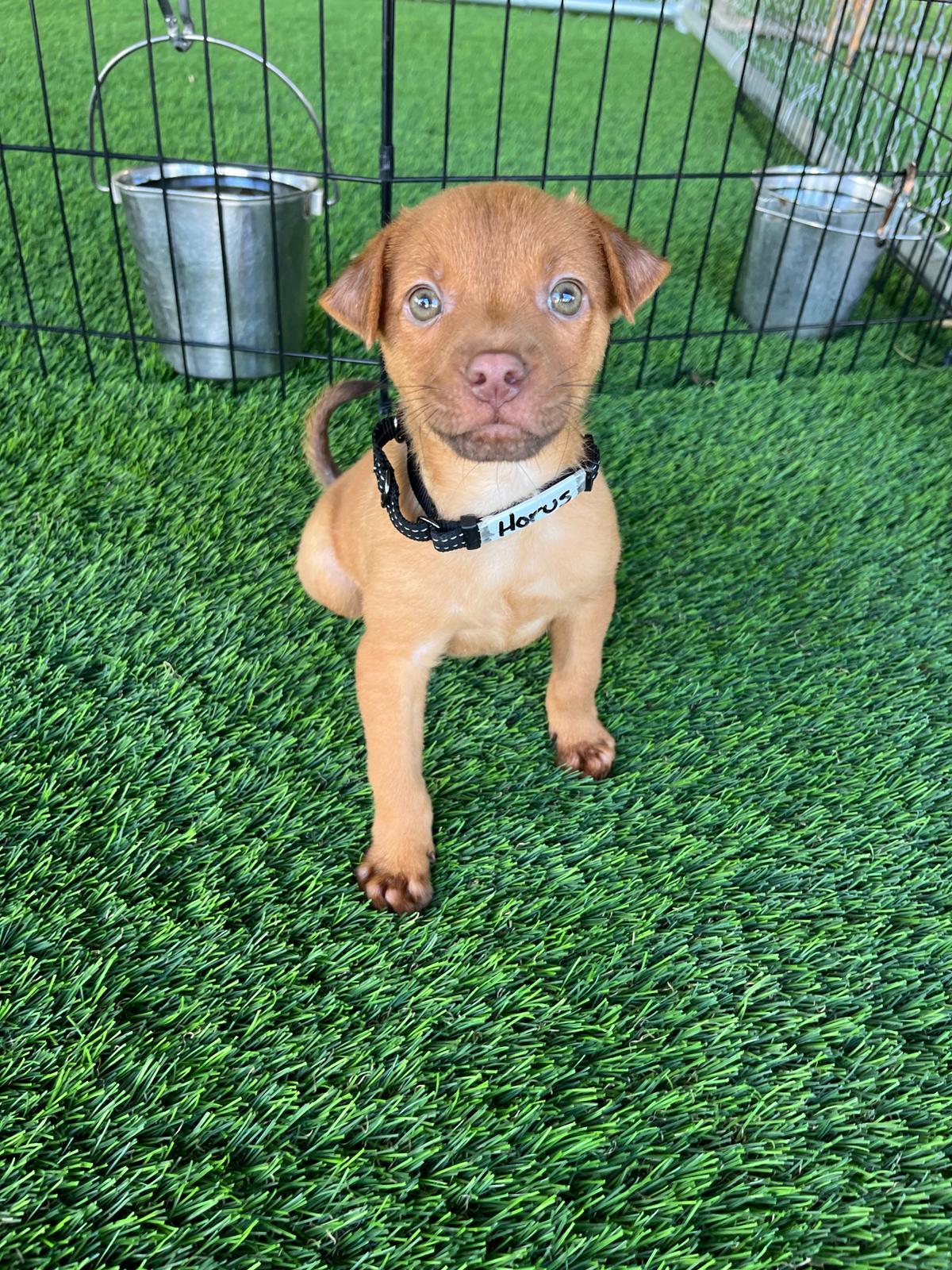 Horus, a Adoptable Mixed Breed in Brooklyn, NY image 3/3