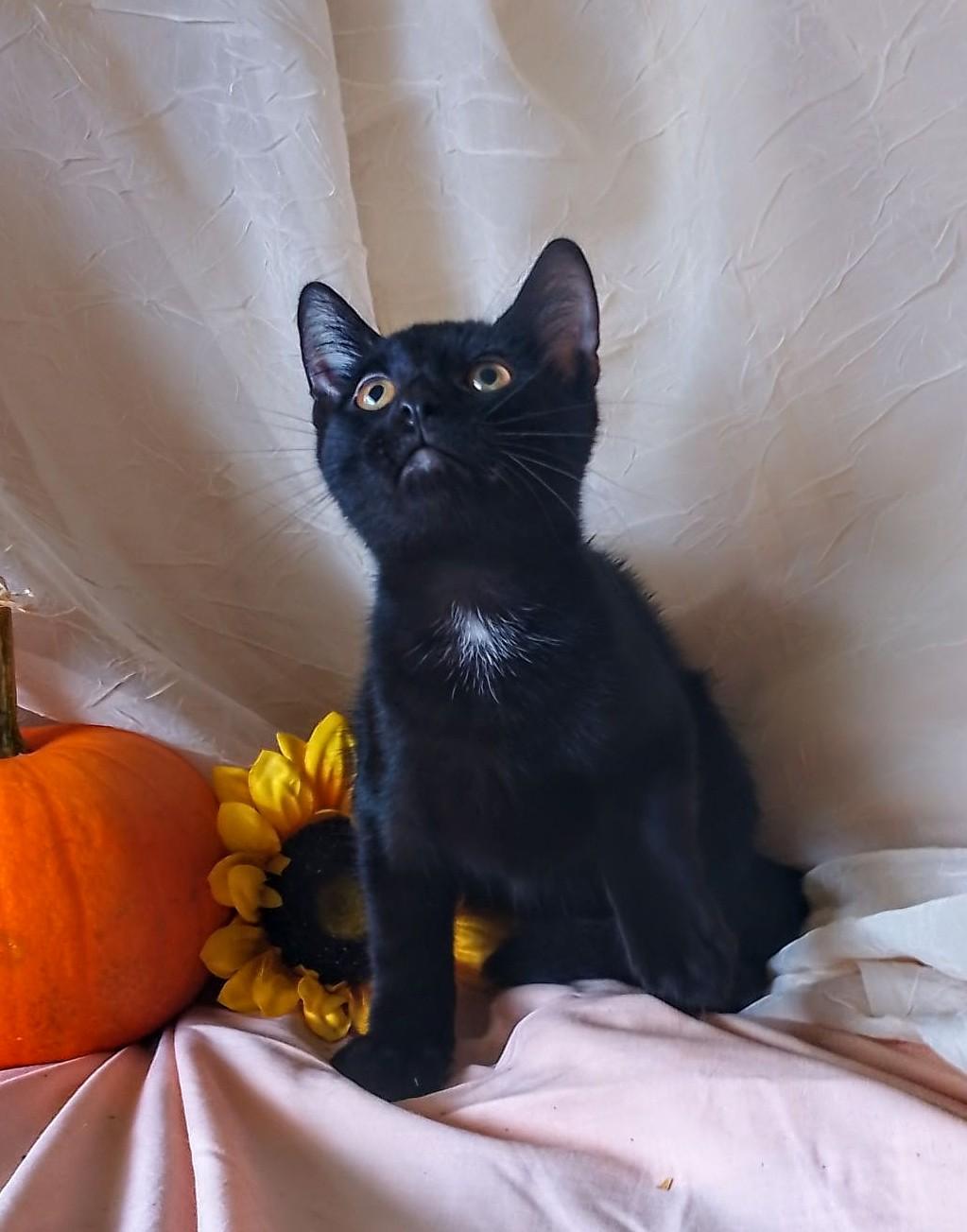 Pepper 759, Adoptable, Kitten Male Domestic Short Hair.