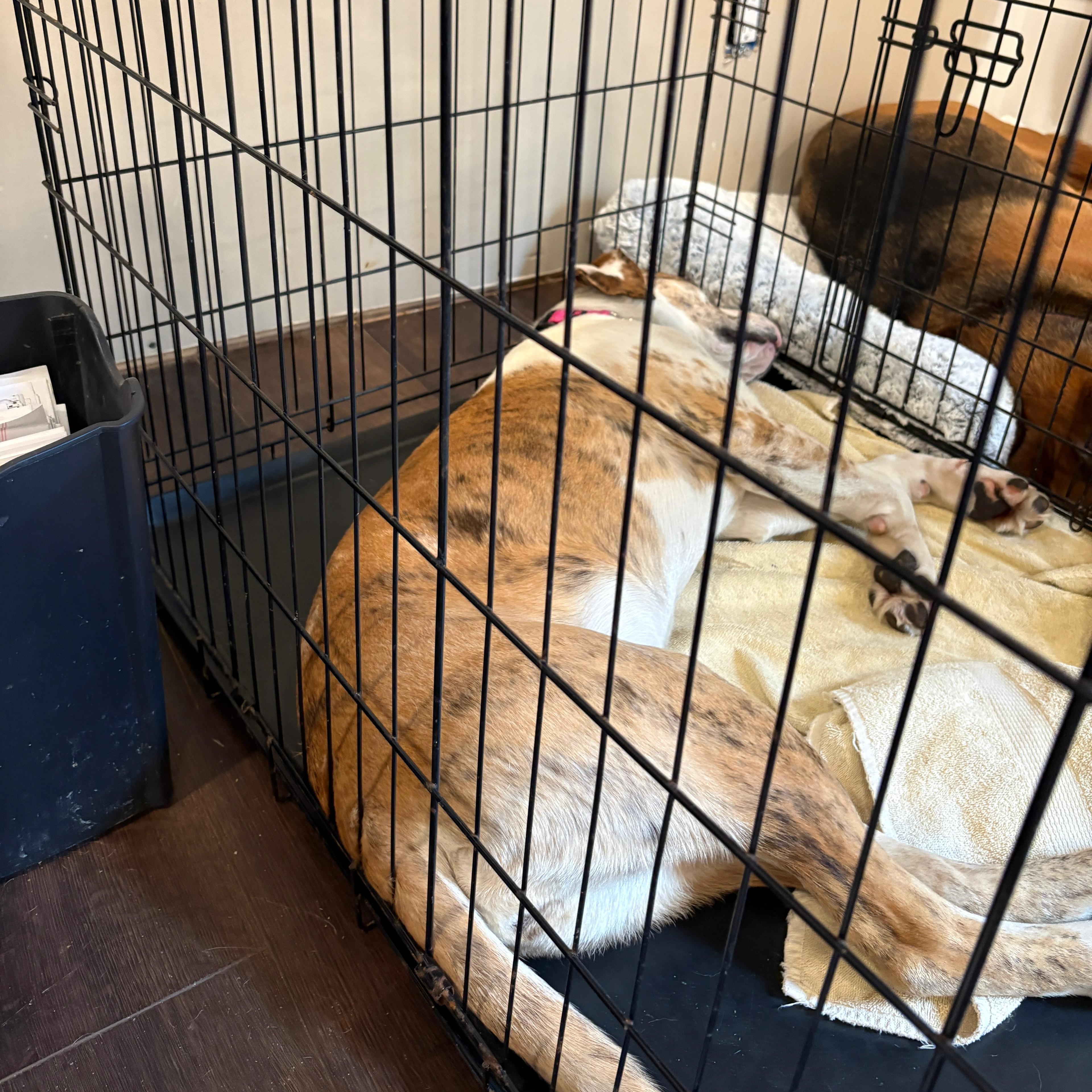 Enlarge Lady, a Adoptable mixed breed in Midland, MI image 6/6