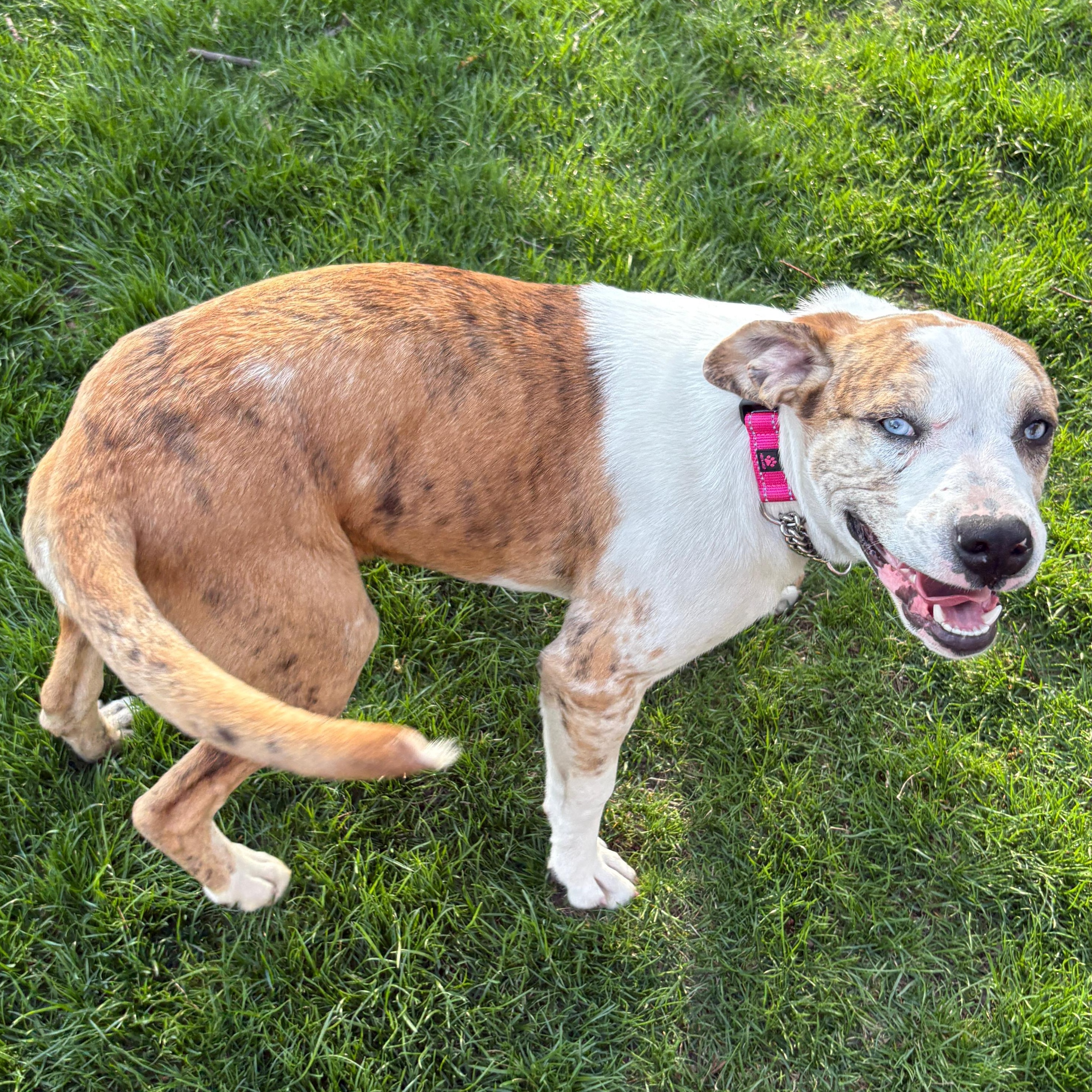 Lady, Adoptable, Puppy Female Beagle & Labrador Retriever.