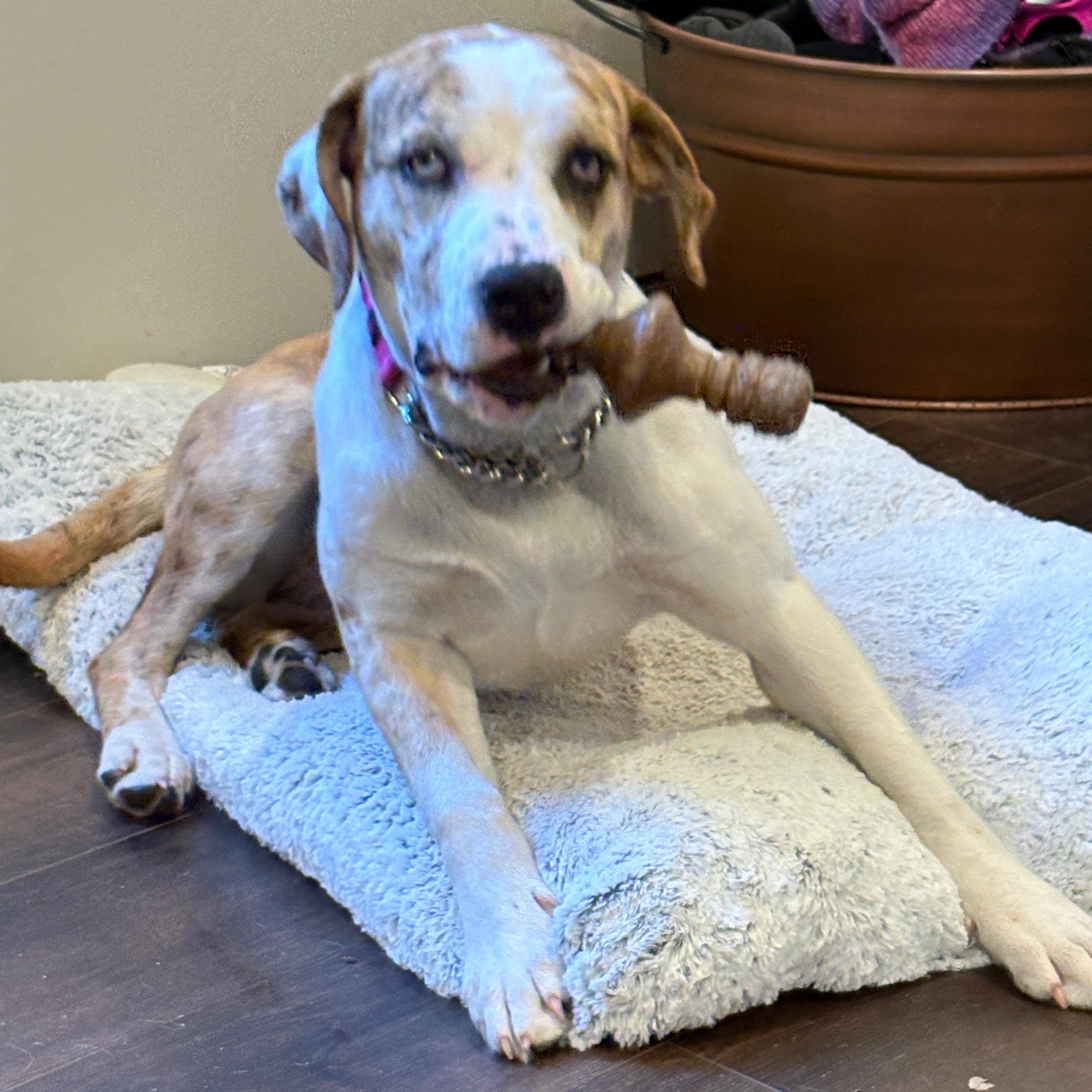 Enlarge Lady, a Adoptable mixed breed in Midland, MI image 3/6