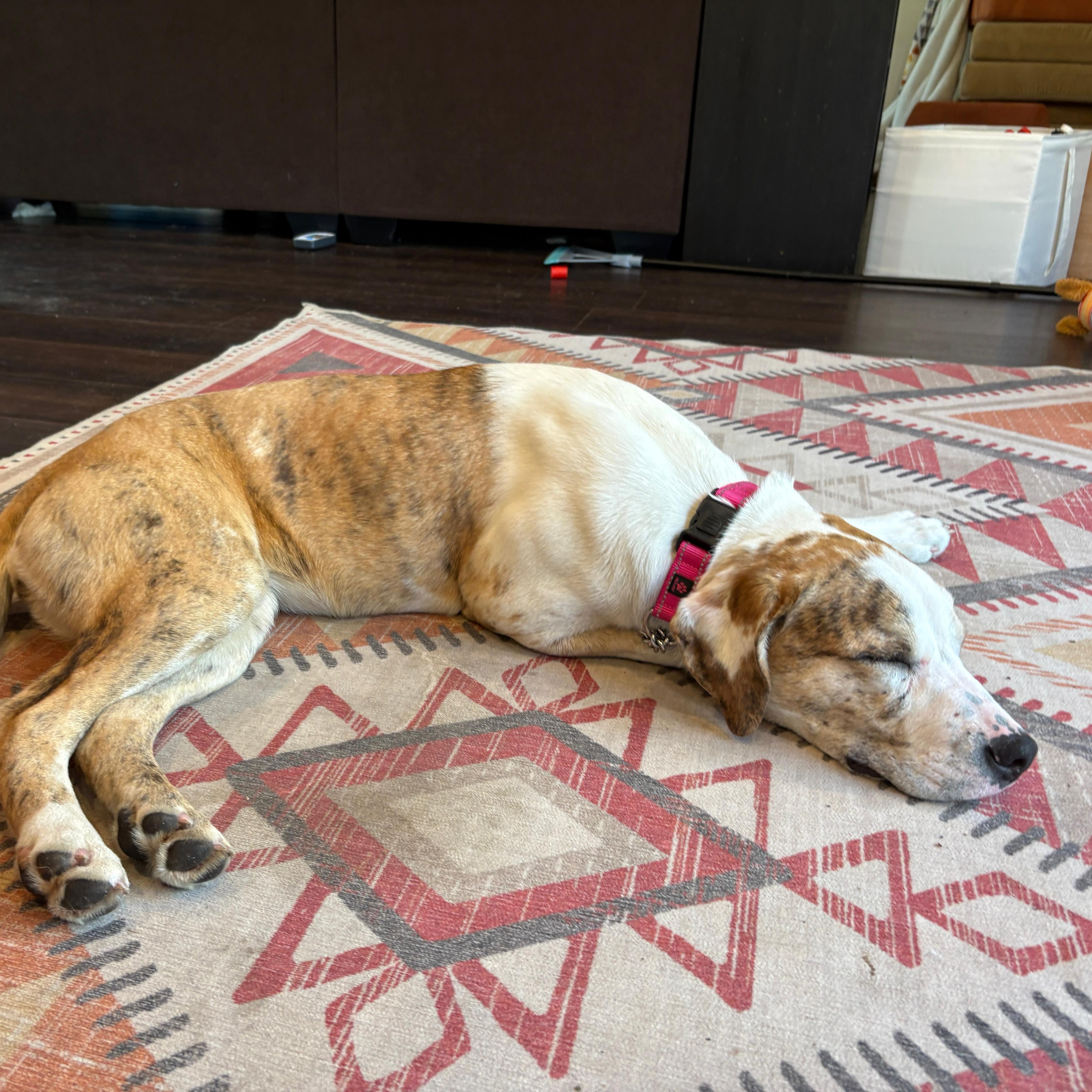 Enlarge Lady, a Adoptable mixed breed in Midland, MI image 5/6