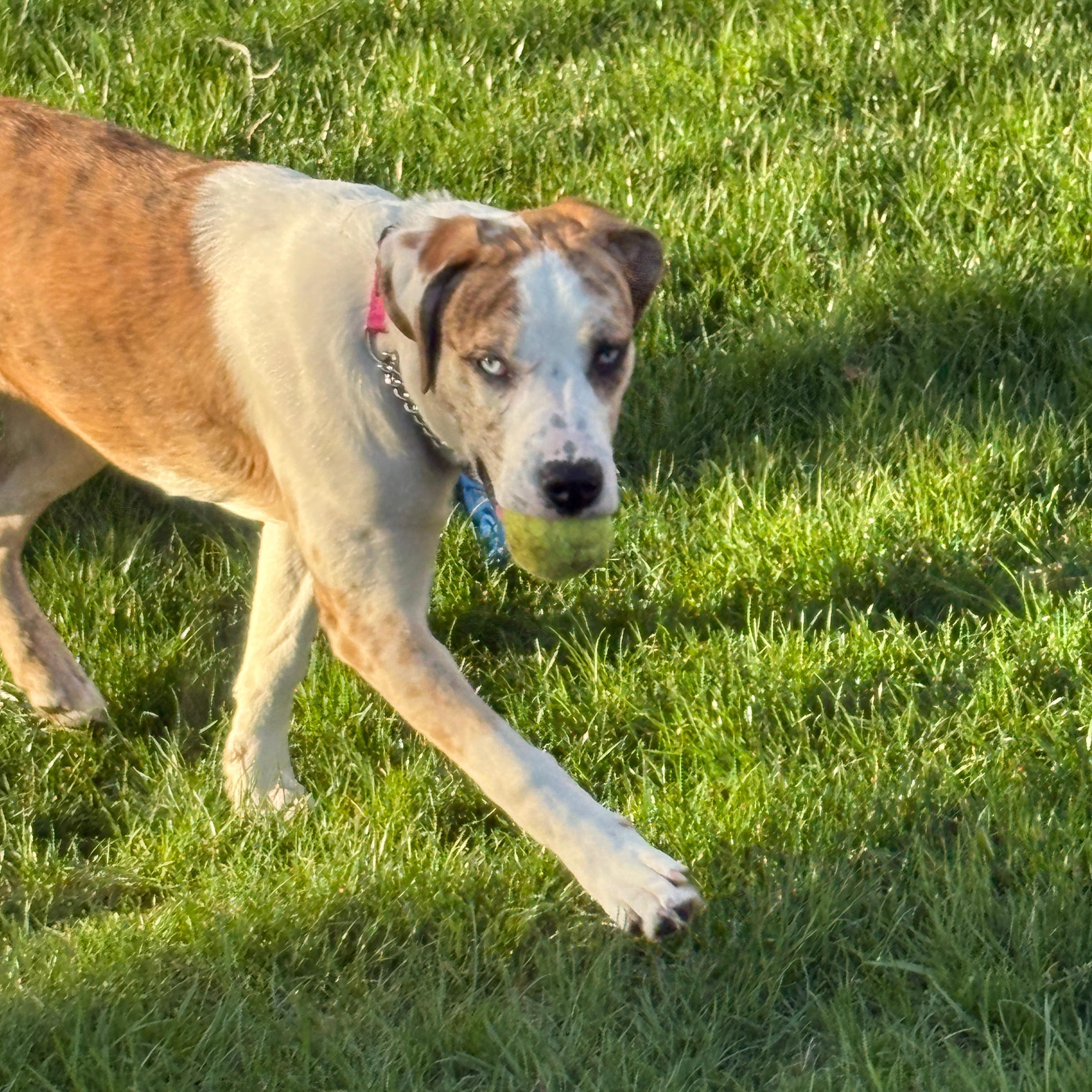 Enlarge Lady, a Adoptable mixed breed in Midland, MI image 2/6