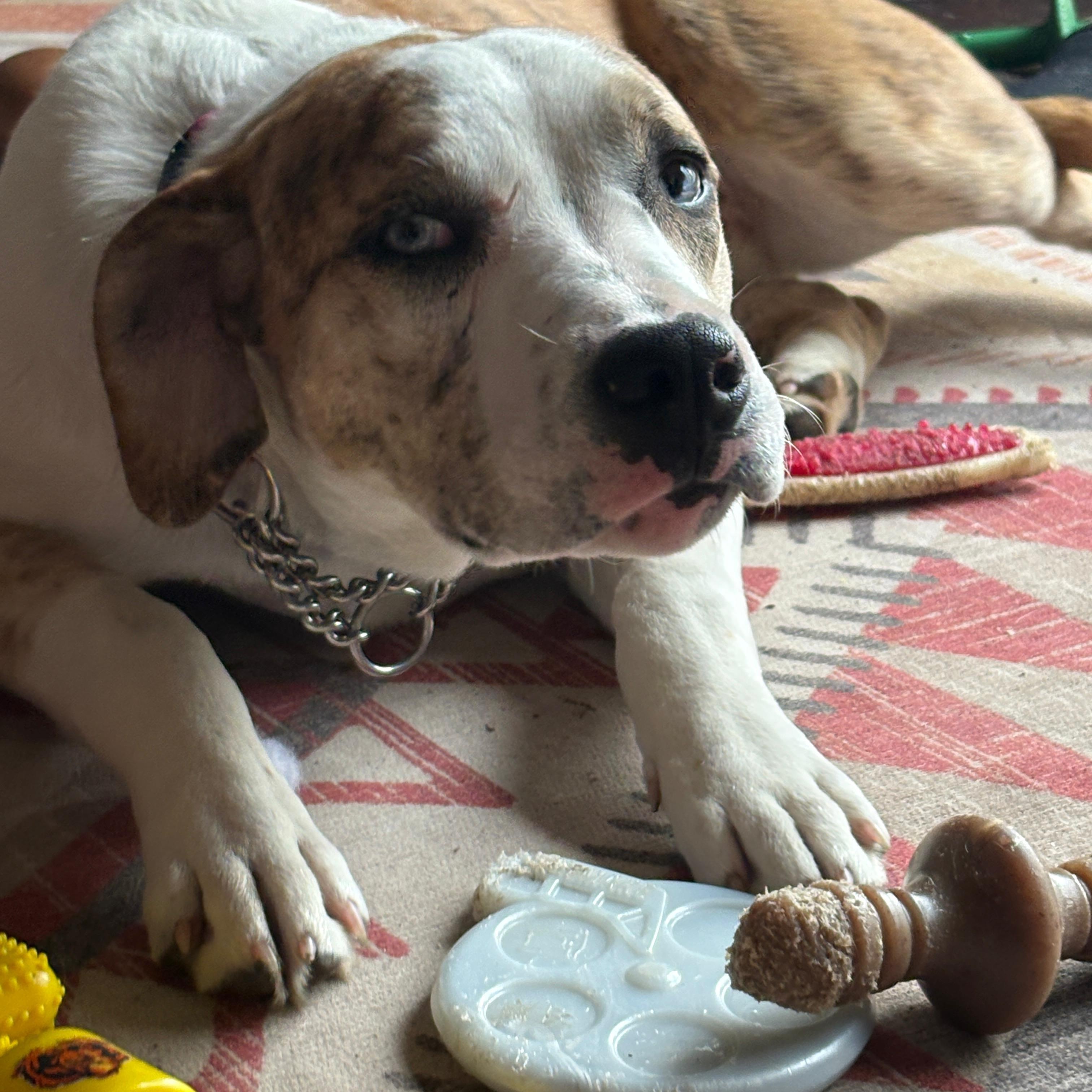 Enlarge Lady, a Adoptable mixed breed in Midland, MI image 4/6