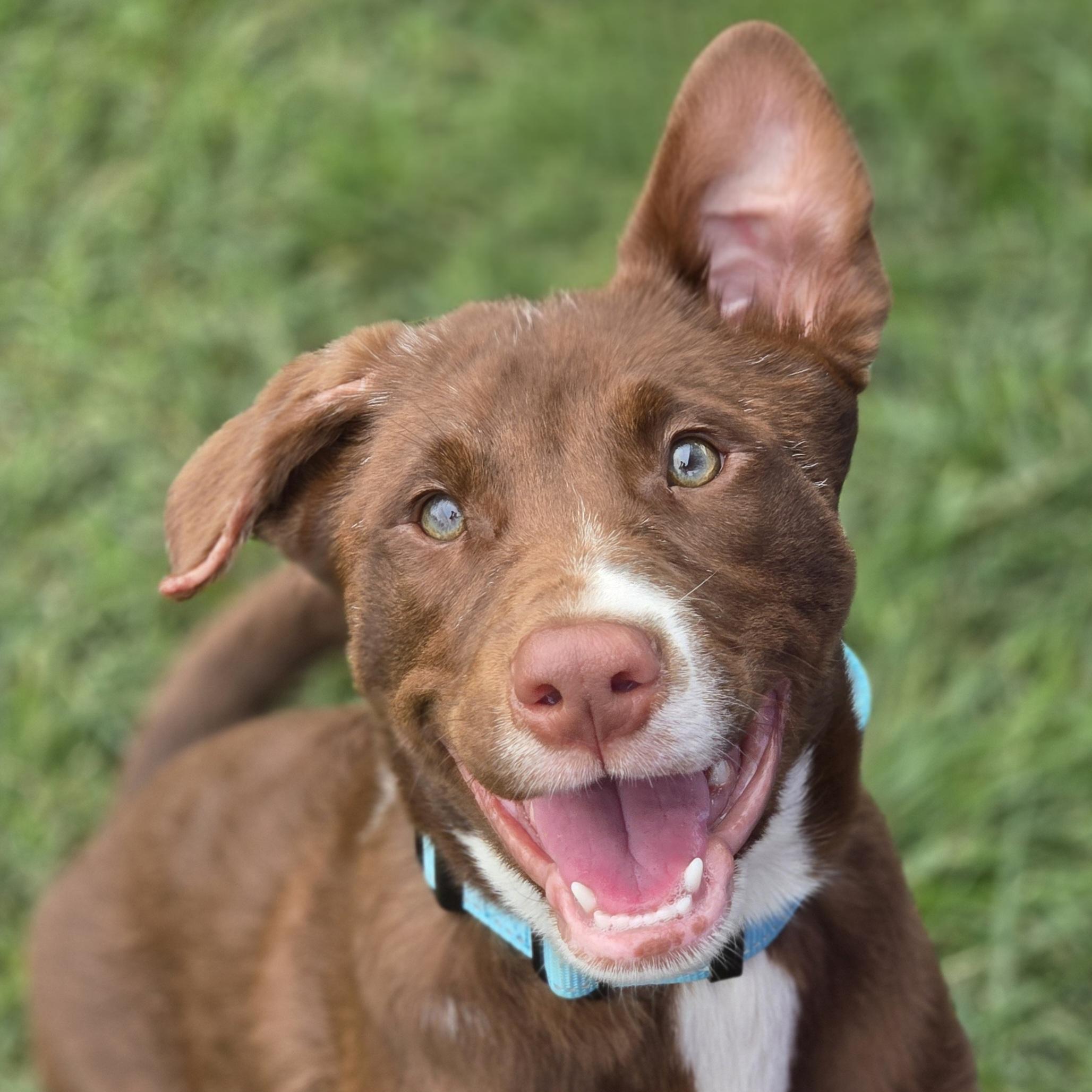 Enlarge Erling, a Adoptable mixed breed in Normal, IL image 1/6