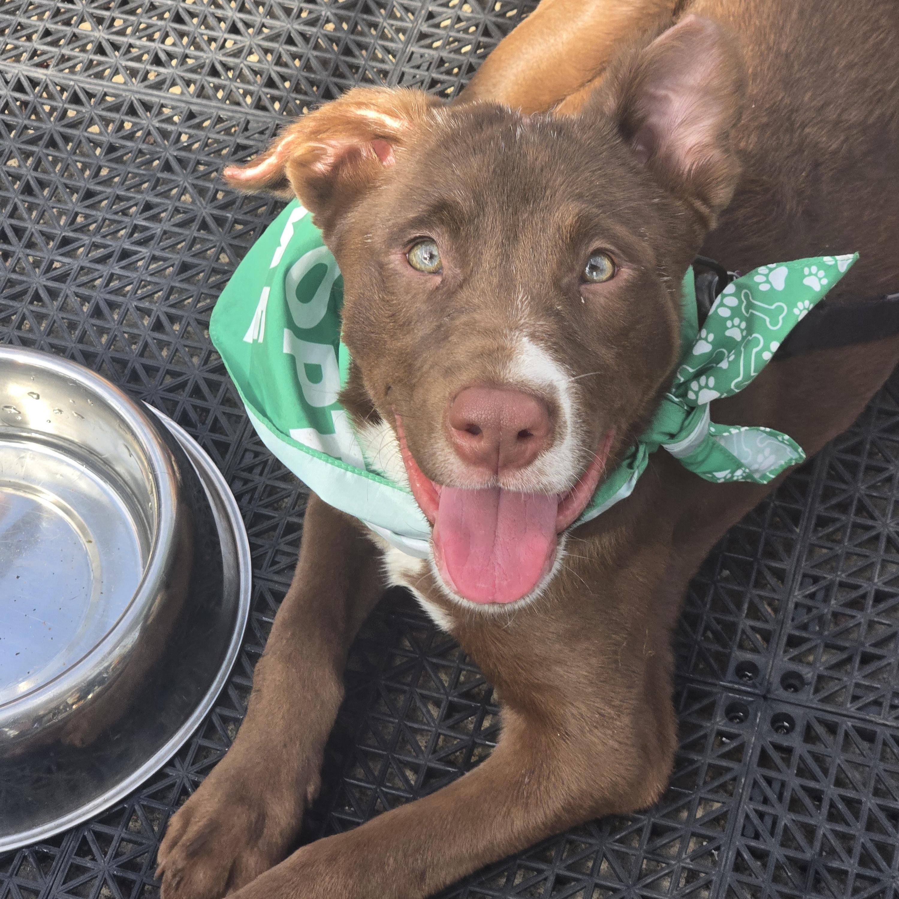 Enlarge Erling, a Adoptable mixed breed in Normal, IL image 3/6