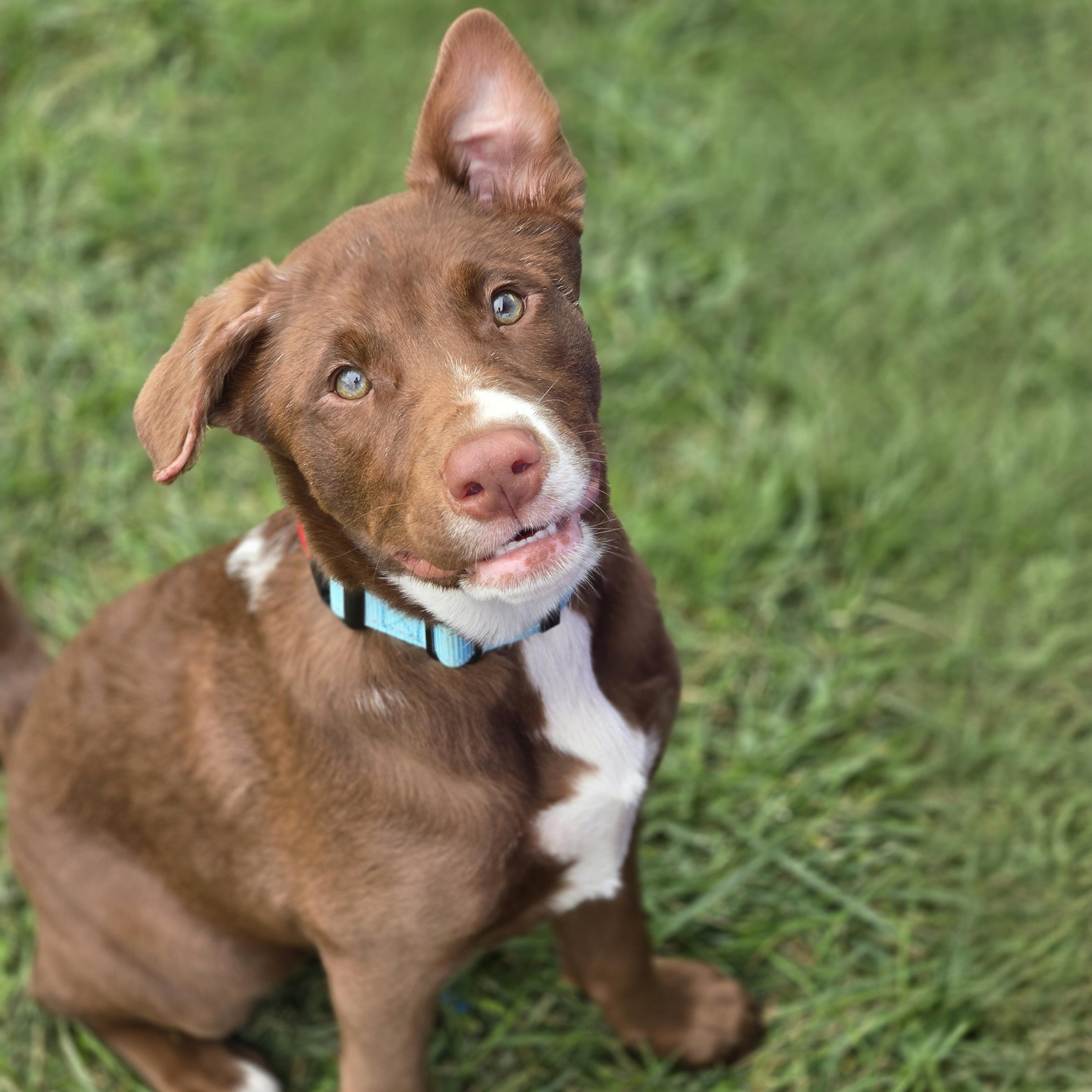 Enlarge Erling, a Adoptable mixed breed in Normal, IL image 2/6