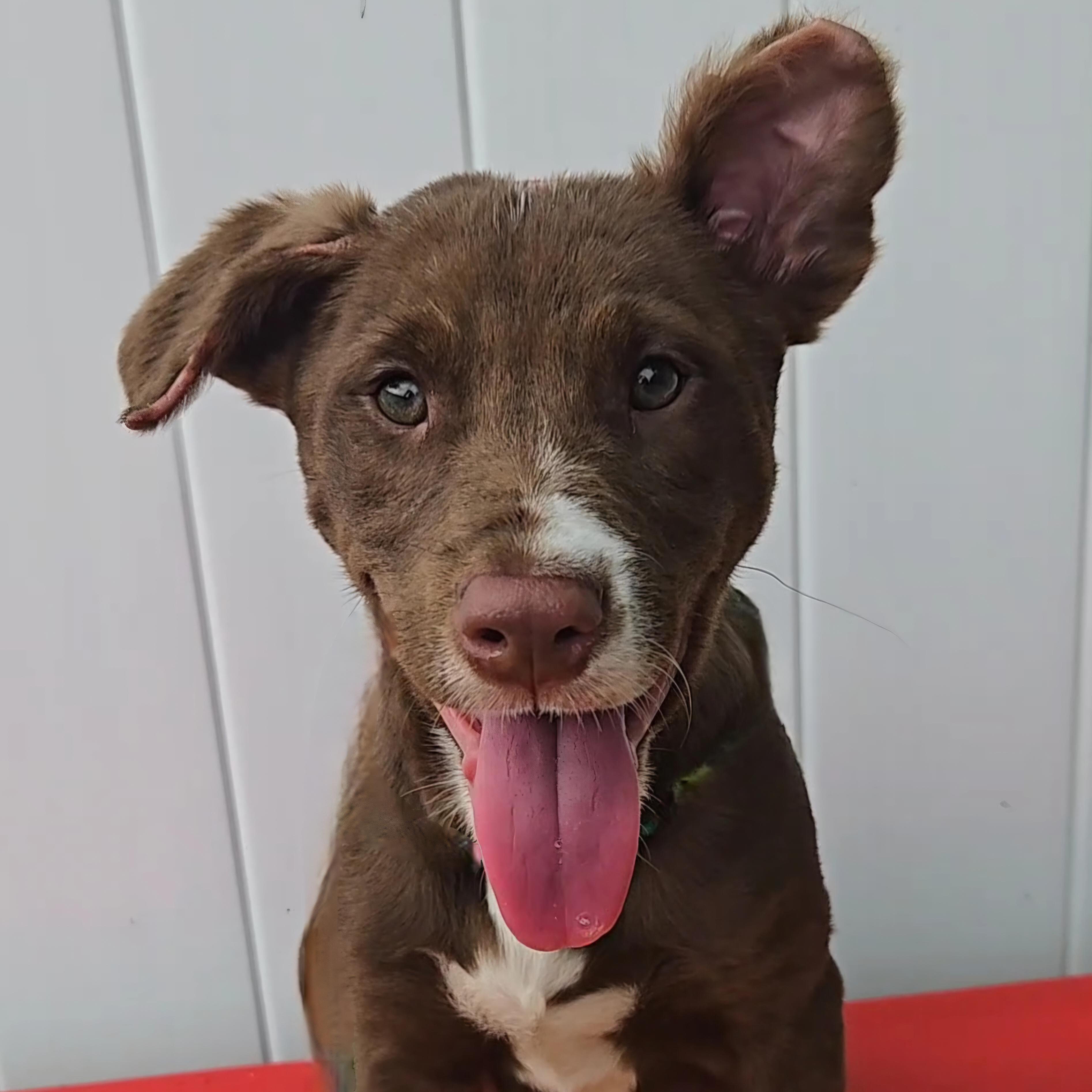 Enlarge Erling, a Adoptable mixed breed in Normal, IL image 4/6