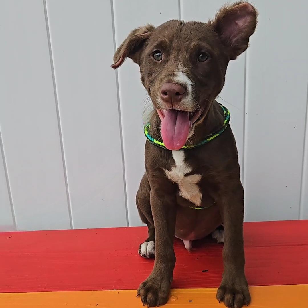 Enlarge Erling, a Adoptable mixed breed in Normal, IL image 6/6