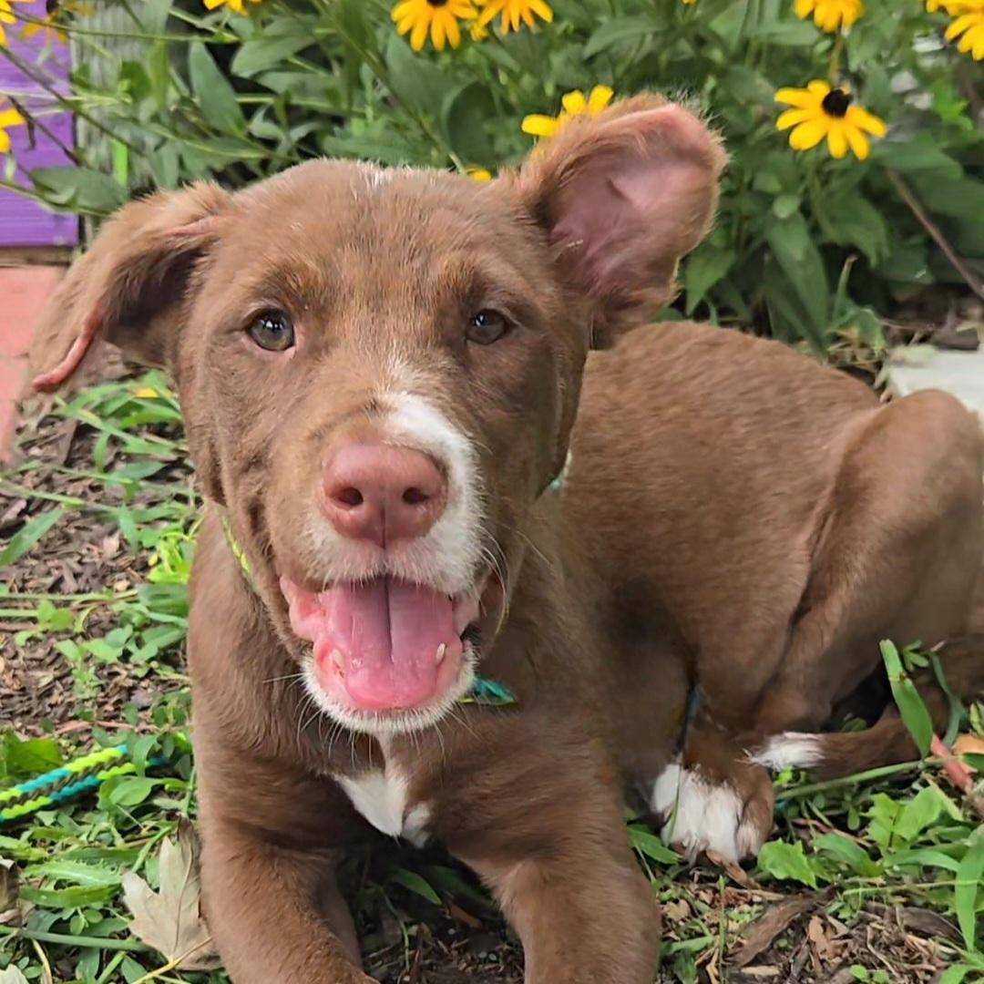 Enlarge Erling, a Adoptable mixed breed in Normal, IL image 5/6
