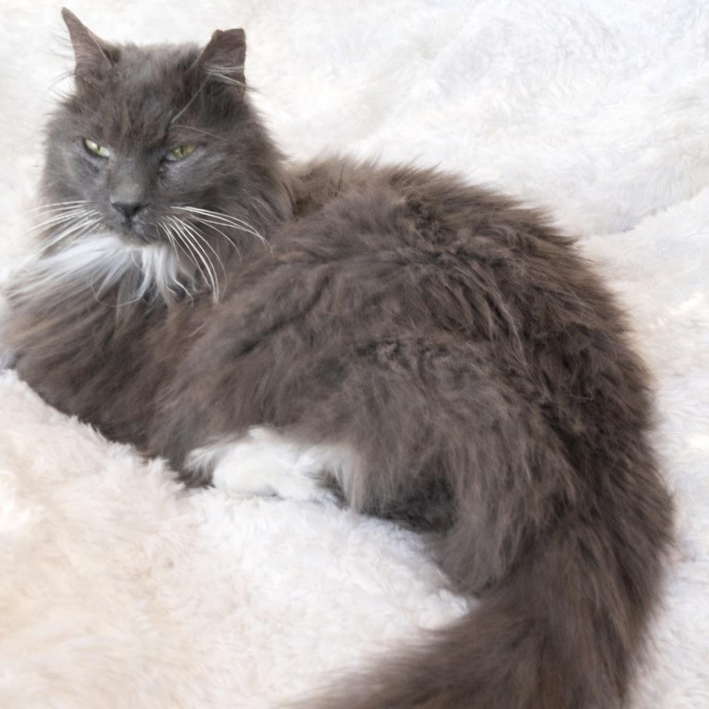 Carter, Adoptable, Senior Male Domestic Long Hair.