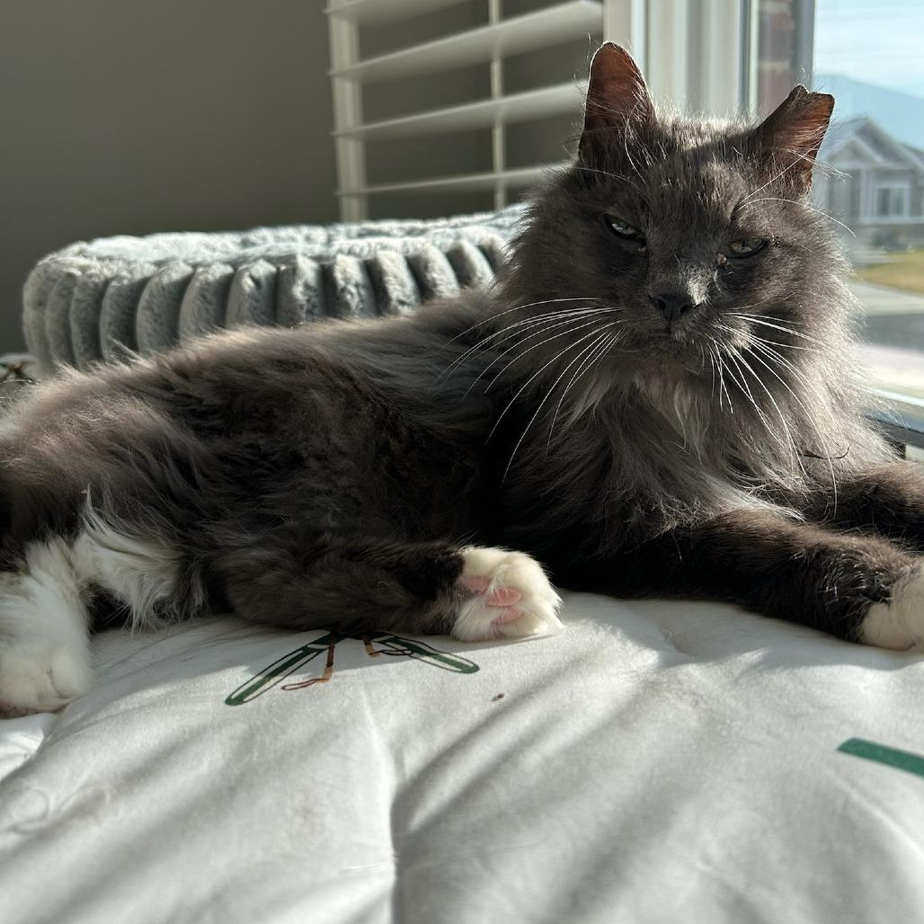 Carter, Adoptable, Senior Male Domestic Long Hair.