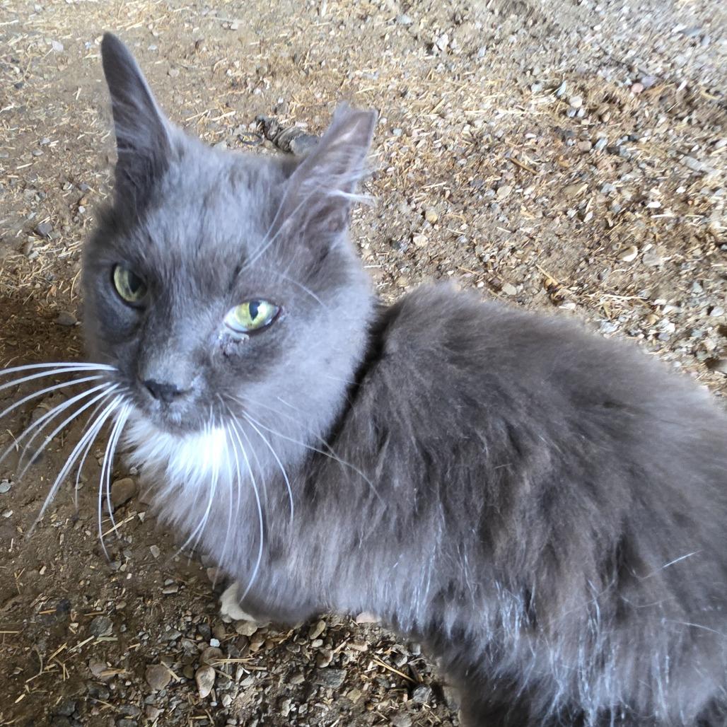 Enlarge Carter, a Adoptable Domestic Long Hair in Layton, UT image 2/2
