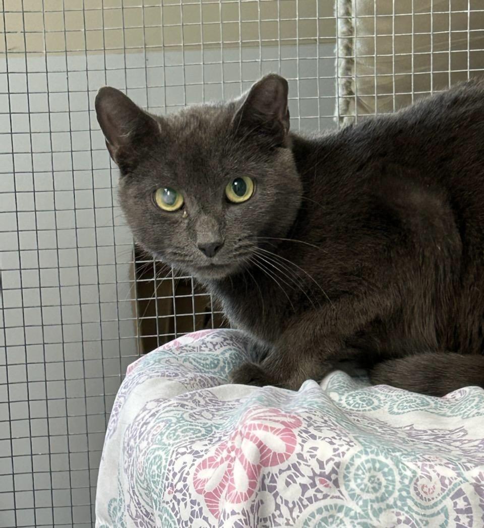 Enlarge Anna, a ADOPTABLE Domestic Short Hair in Queenstown, MD image 1/4