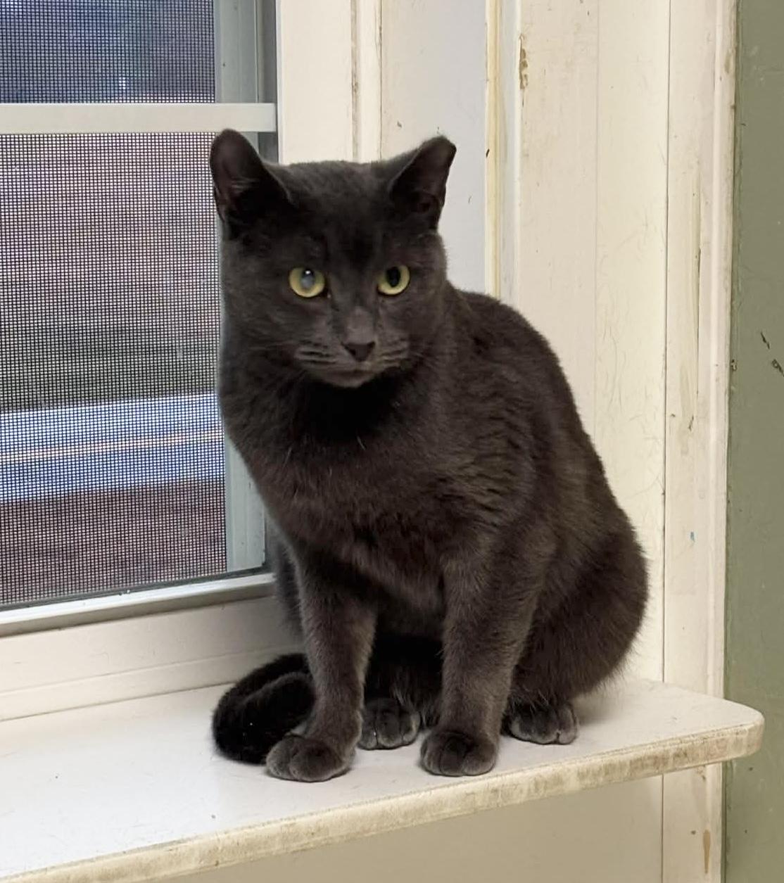 Enlarge Anna, a ADOPTABLE Domestic Short Hair in Queenstown, MD image 2/4