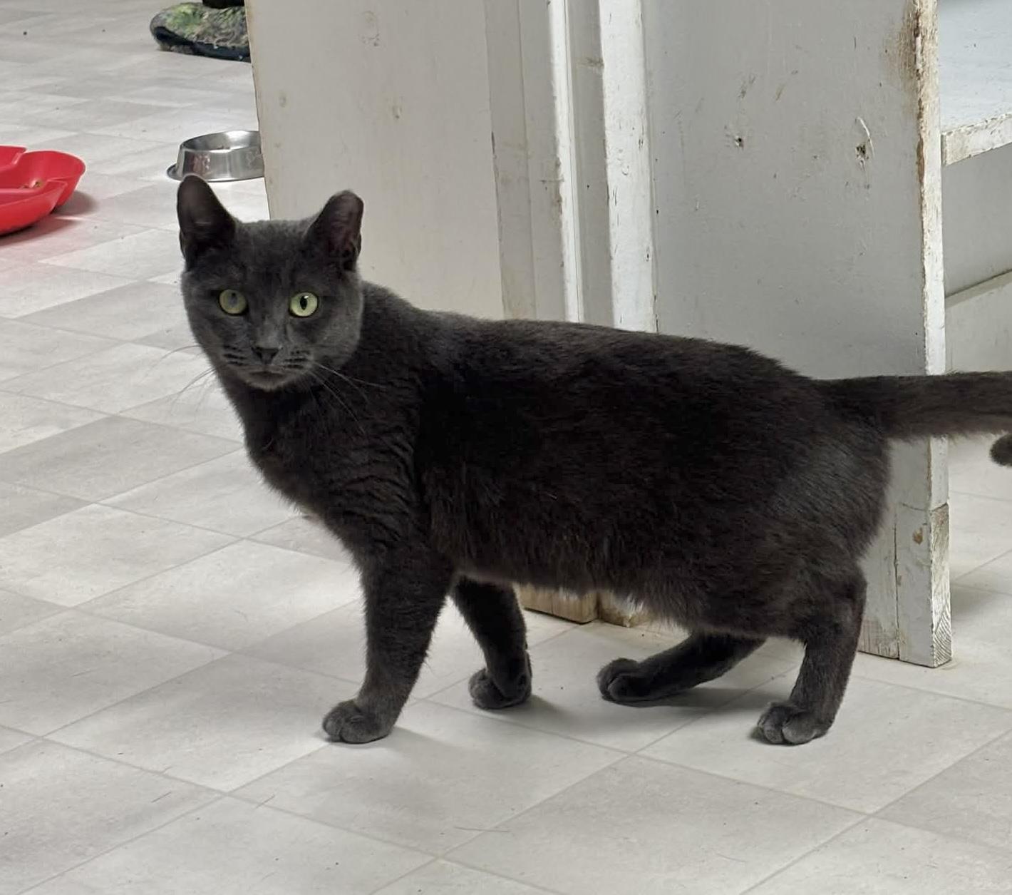 Enlarge Anna, a ADOPTABLE Domestic Short Hair in Queenstown, MD image 3/4