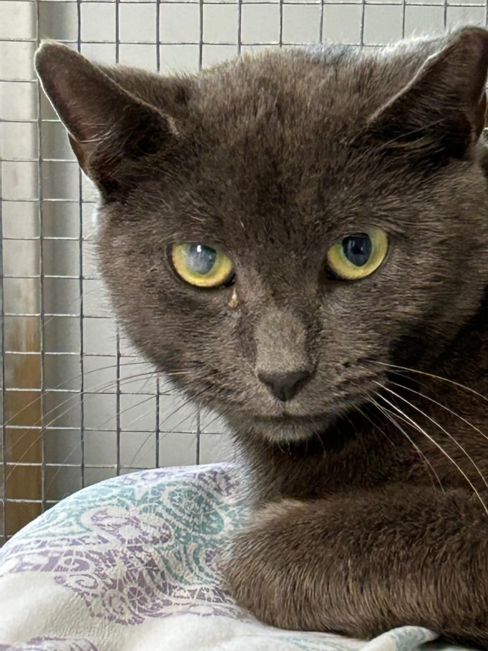 Enlarge Anna, a ADOPTABLE Domestic Short Hair in Queenstown, MD image 4/4