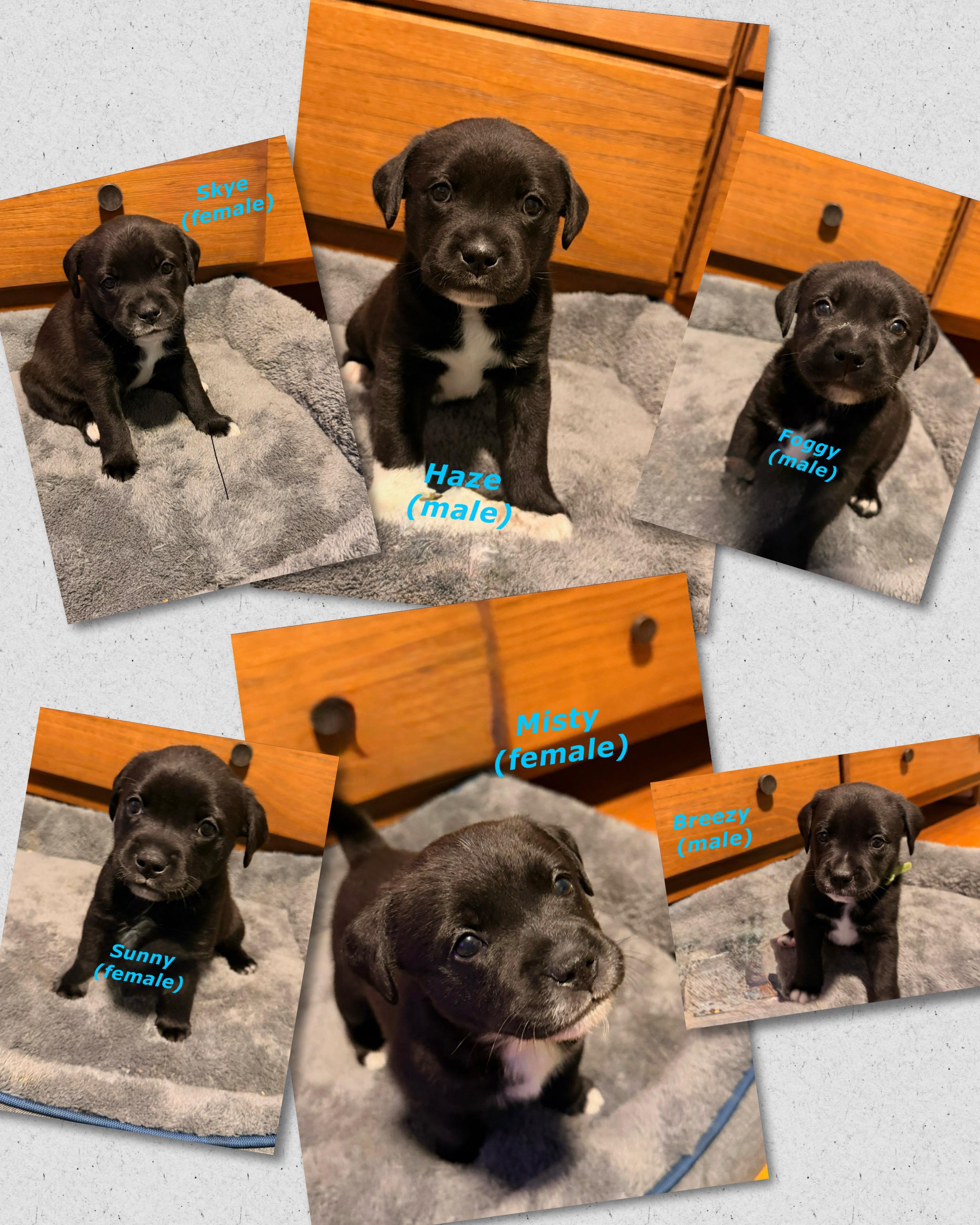 Enlarge Spring Weather Litter, a ADOPTABLE mixed breed in Woodbury, NJ image 1/2