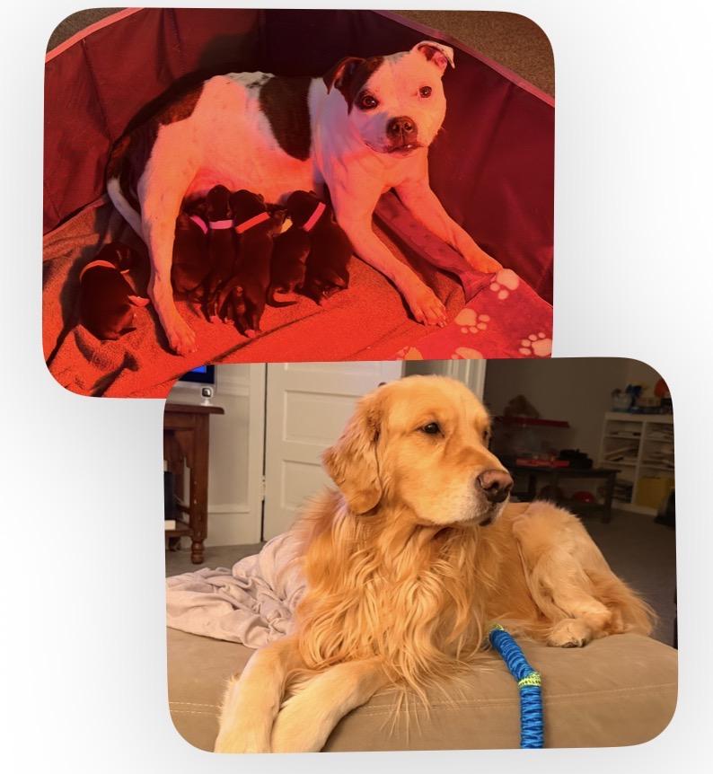 Enlarge Spring Weather Litter, a ADOPTABLE mixed breed in Woodbury, NJ image 2/2