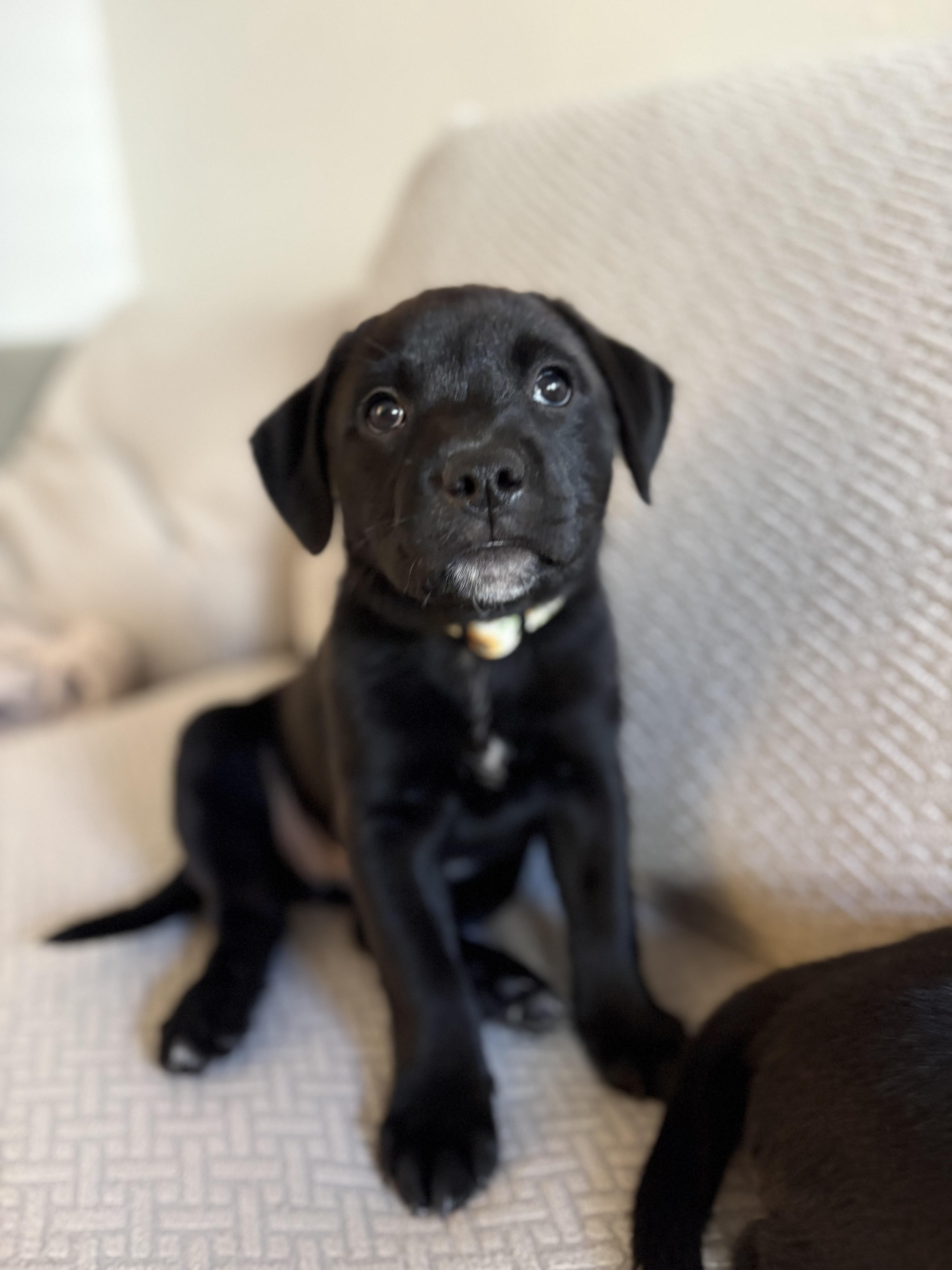 Enlarge Sunny, a ADOPTABLE mixed breed in Woodbury, NJ image 1/3
