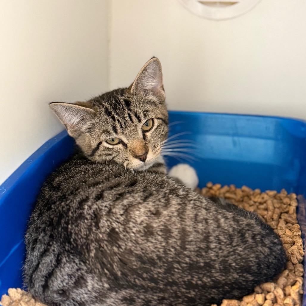 Bowser, a Adoptable Domestic Short Hair in Tulsa, OK image 1/3