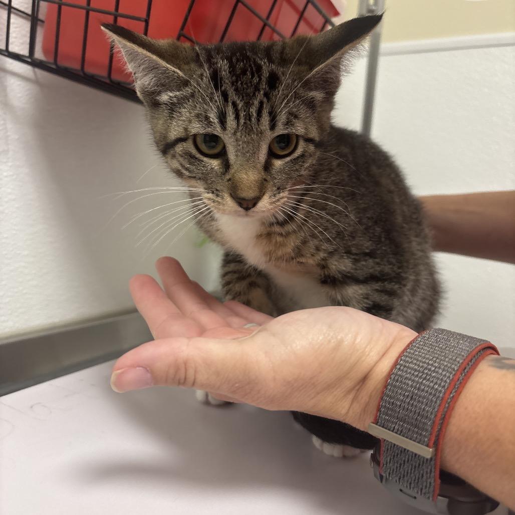 Bowser, a Adoptable Domestic Short Hair in Tulsa, OK image 2/3