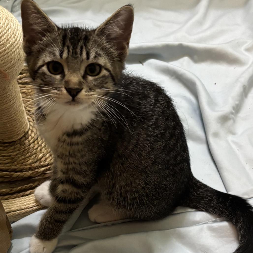 Bowser, a Adoptable Domestic Short Hair in Tulsa, OK image 3/3