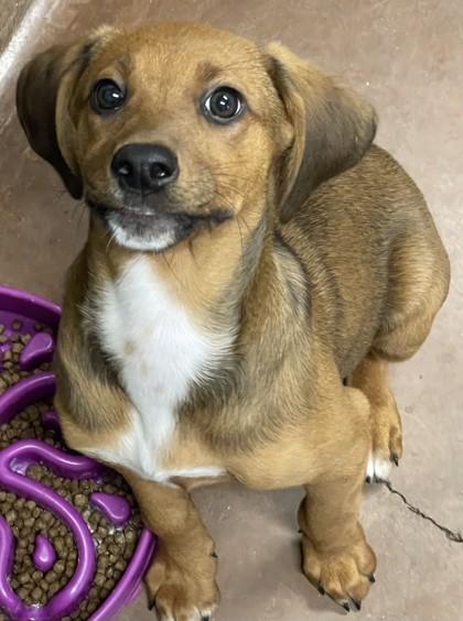 Annie, Adoptable, Puppy Female Coonhound.