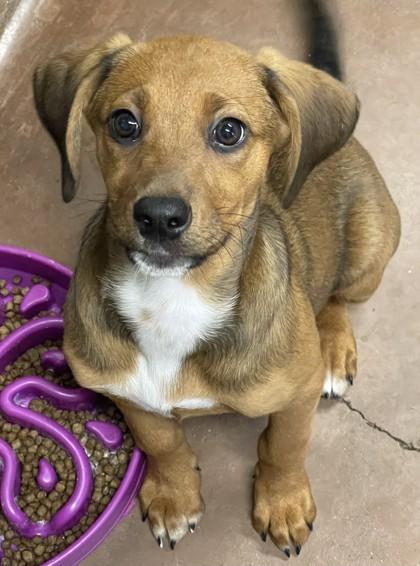 Enlarge Annie, a Adoptable Coonhound in Stanwood, WA image 2/2