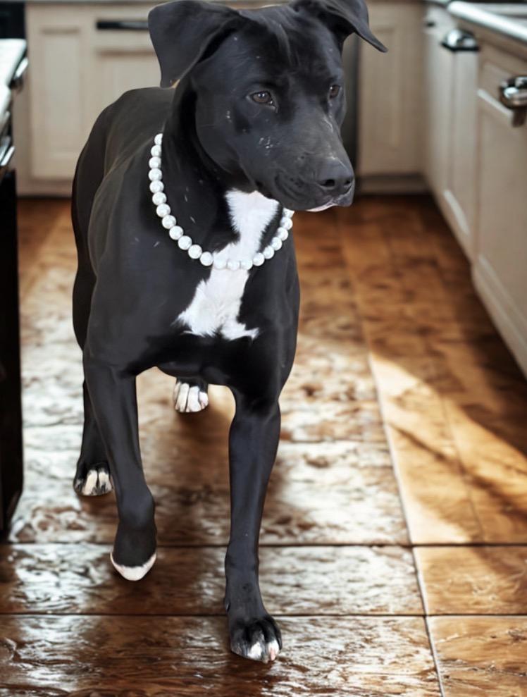 Sadie Claire , a ADOPTABLE mixed breed in Warrenton, VA image 2/4