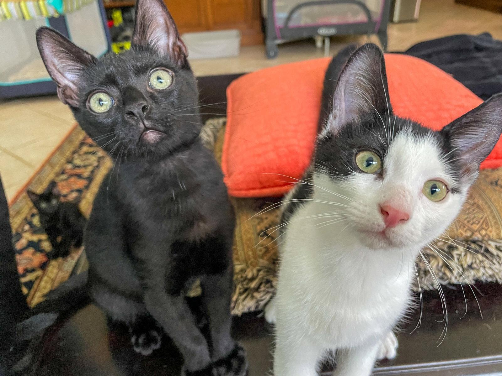 Roy, Adoptable, Kitten Male Domestic Short Hair.