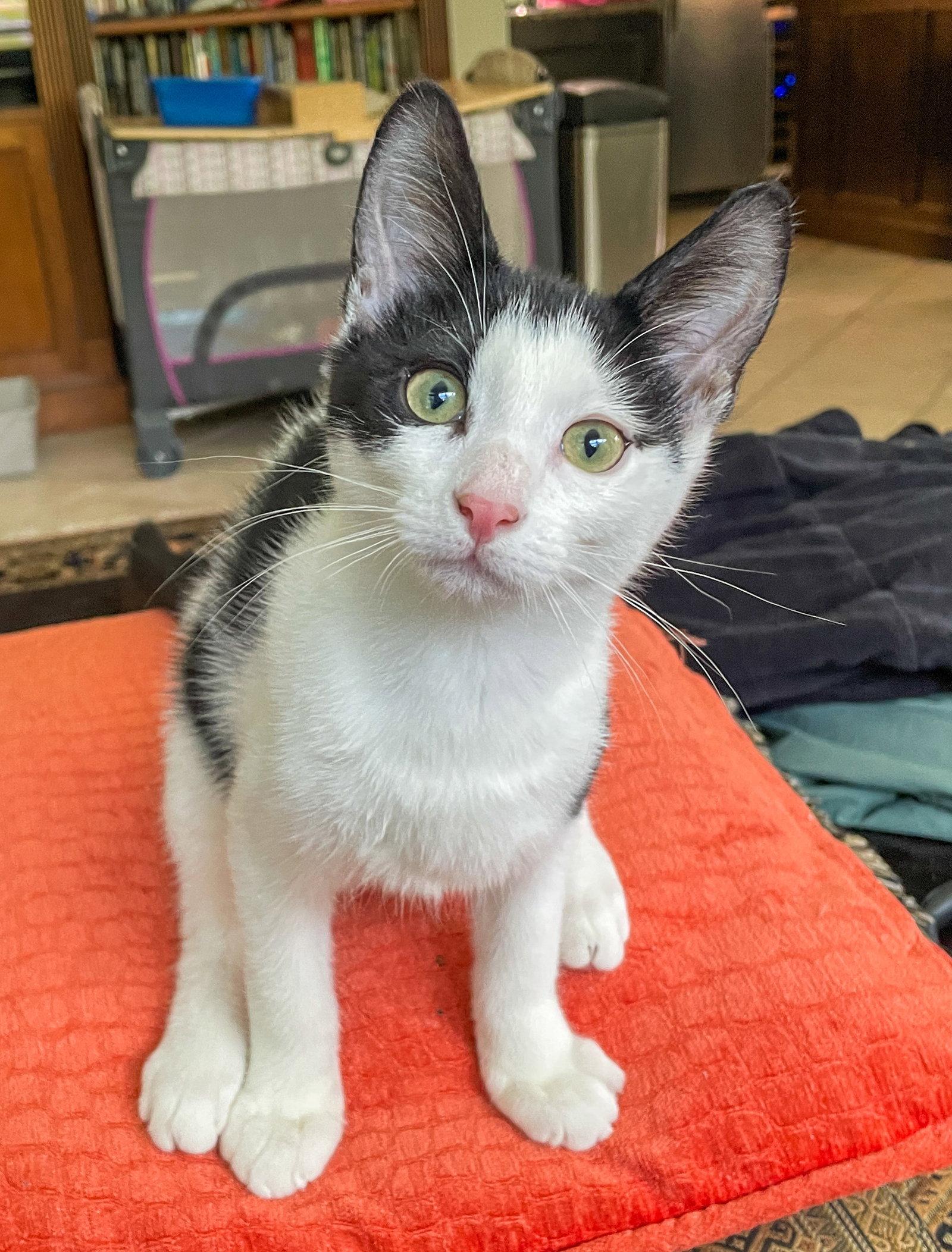 Roy, a Adoptable Domestic Short Hair in Lighthouse Point, FL image 2/3