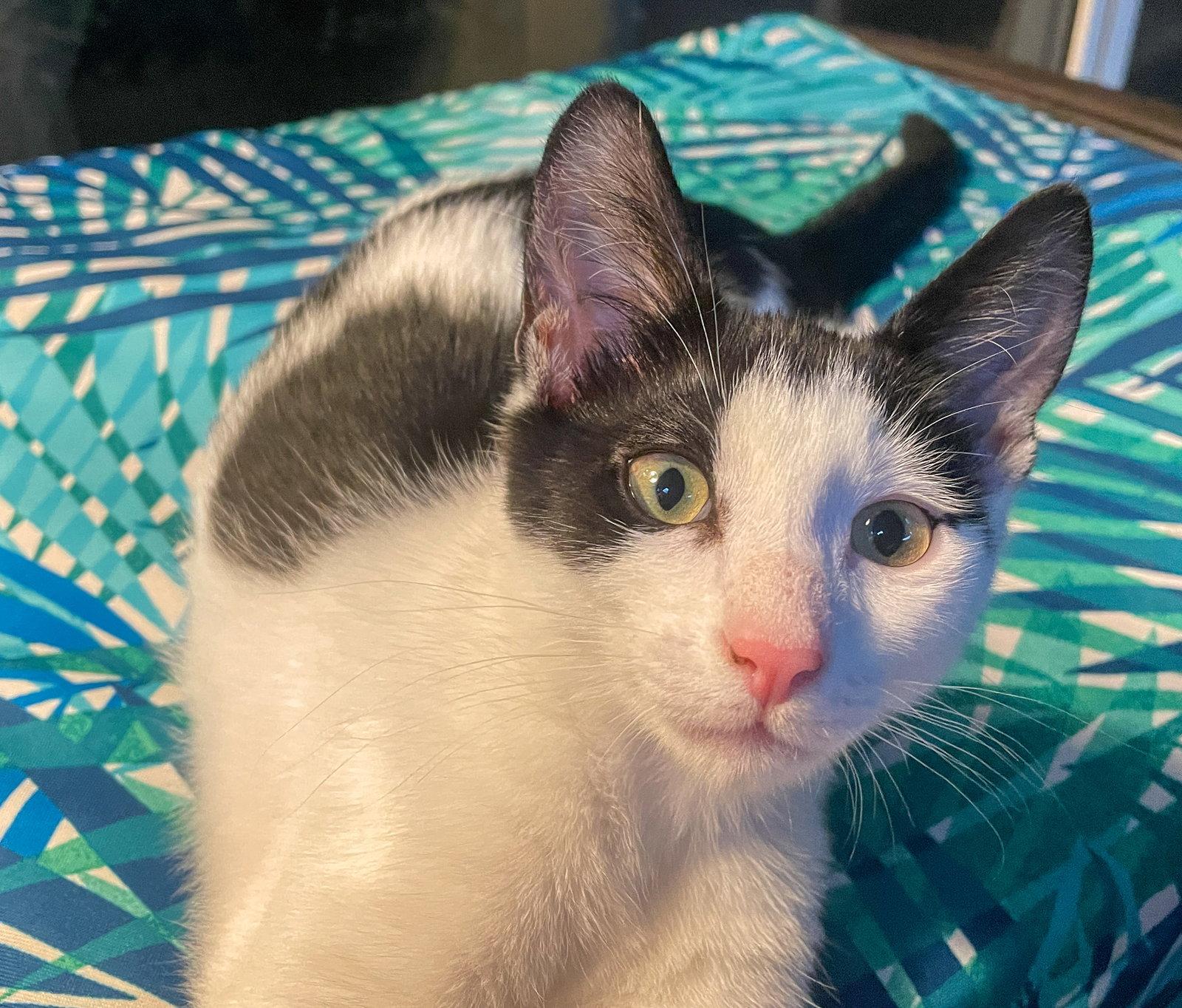 Roy, a Adoptable Domestic Short Hair in Lighthouse Point, FL image 3/3