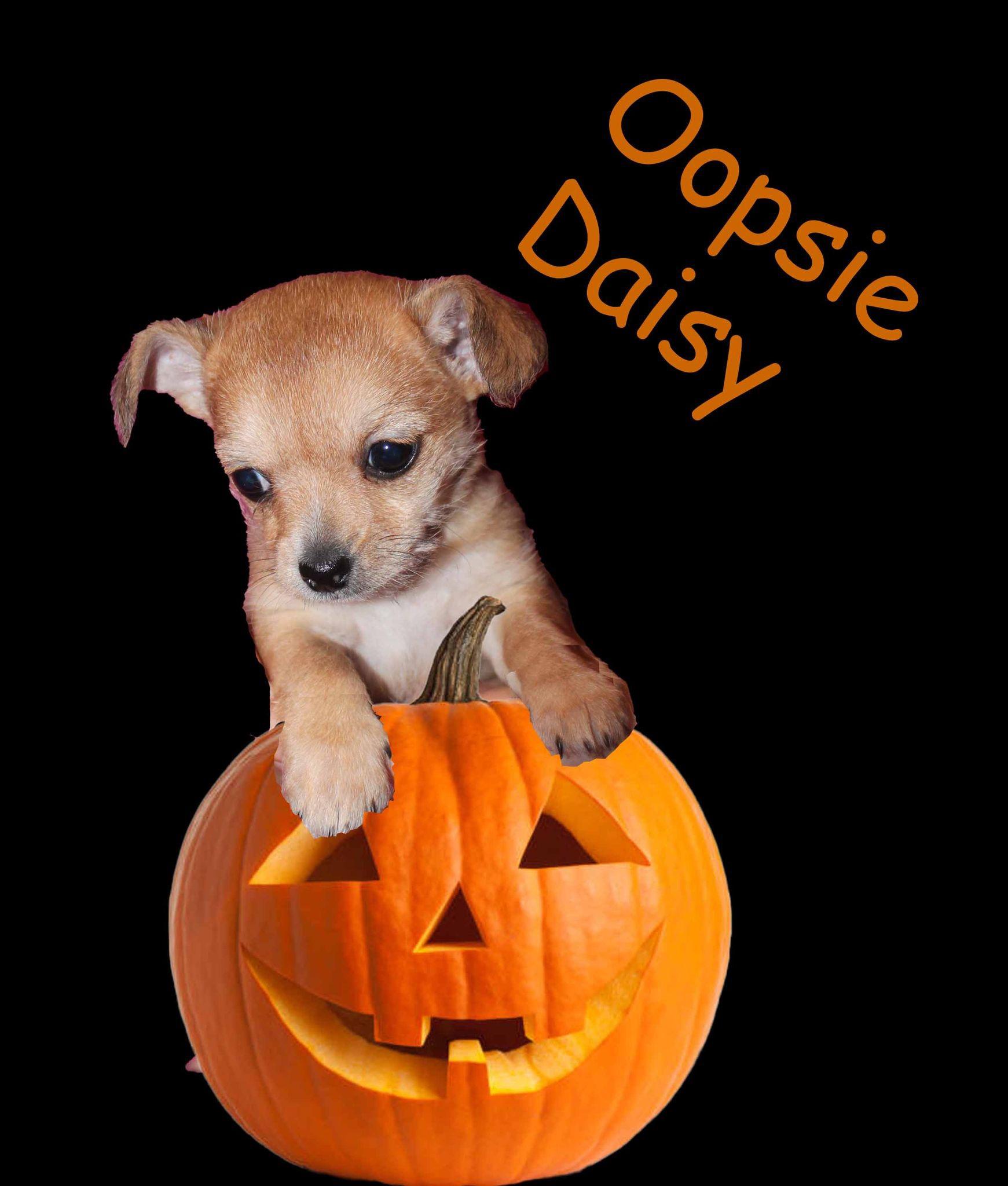 Oopsie Daisy, Adopted, Young Female Chihuahua.