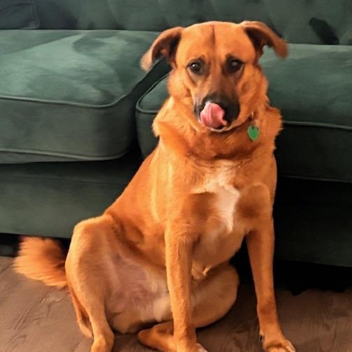 Jellybean, a Adoptable mixed breed in San Antonio, TX image 5/5